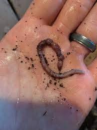 One of the causes of our worms to die are protein poisoning. Protein ...