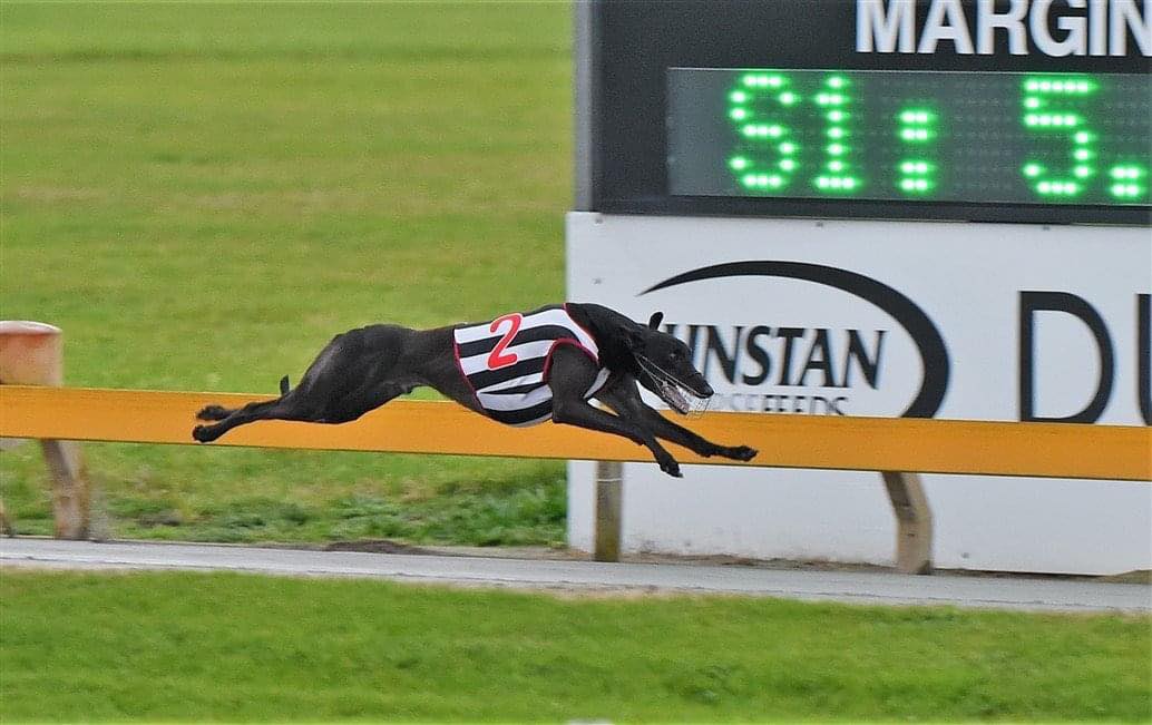 💥 We are so excited to be lining... - Ferguson Racing Kennels