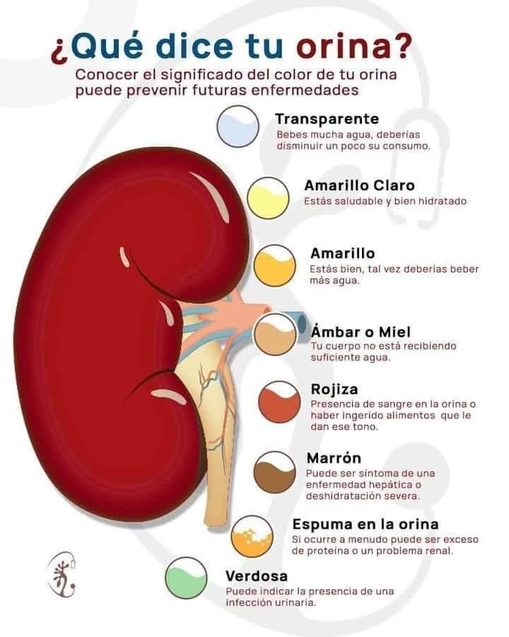 Rojuser socorrismo profesional - VENAS SUPERFICIALES DEL MIEMBRO ...