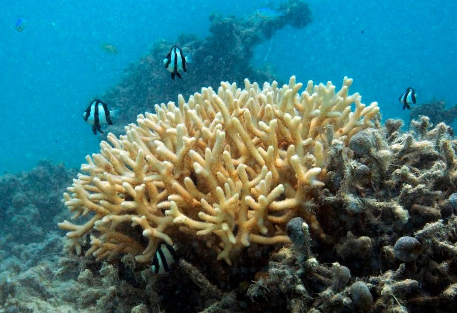 China - Studi Ungkap Terumbu Karang Bantu Kendalikan Ritme Harian