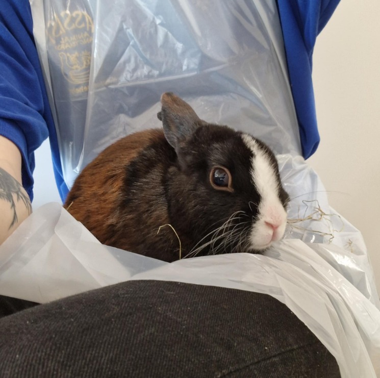Assisi - Stray rabbit found This little guy was found running around ...