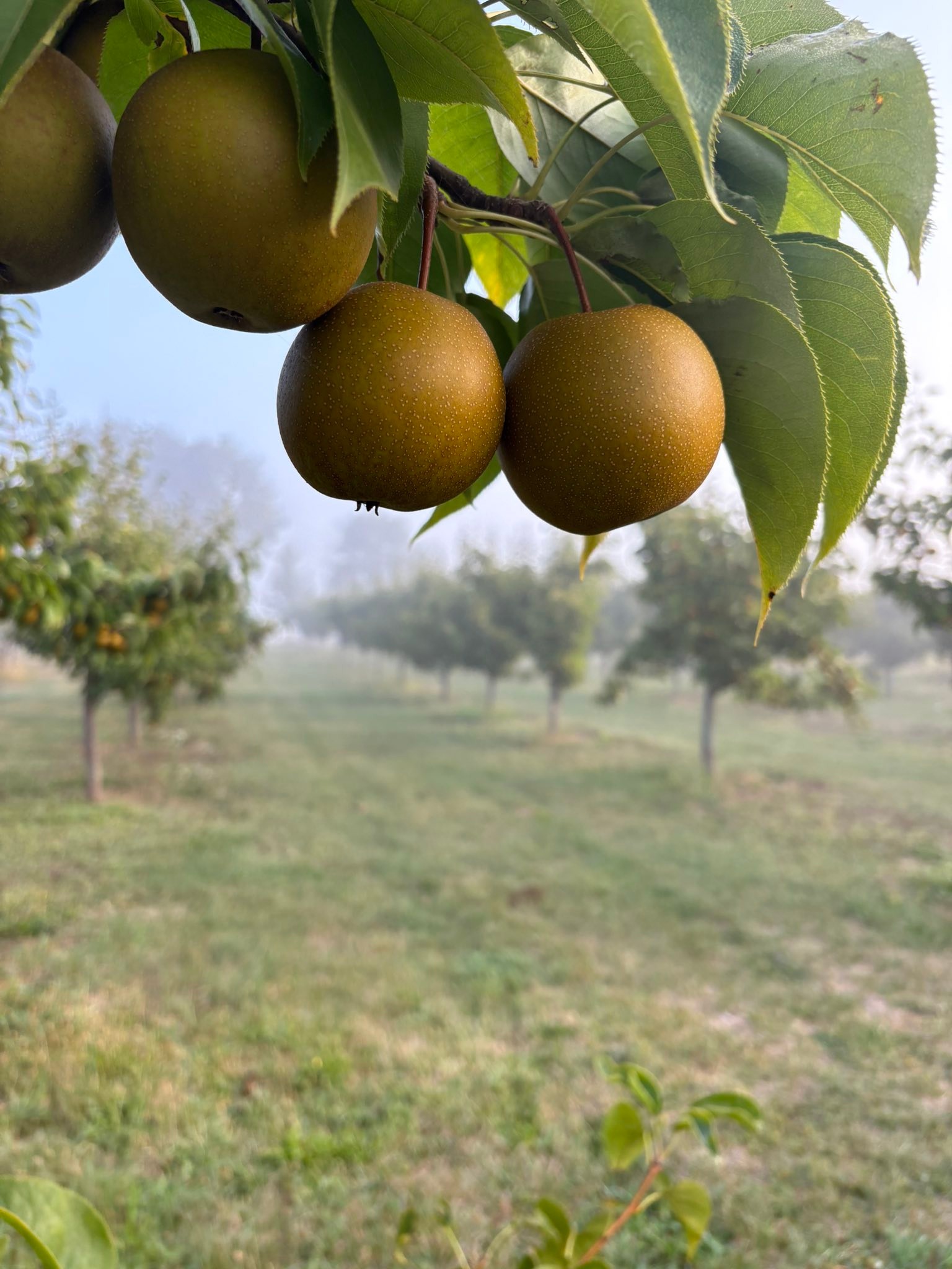 Halmony Farms | Lockport NY