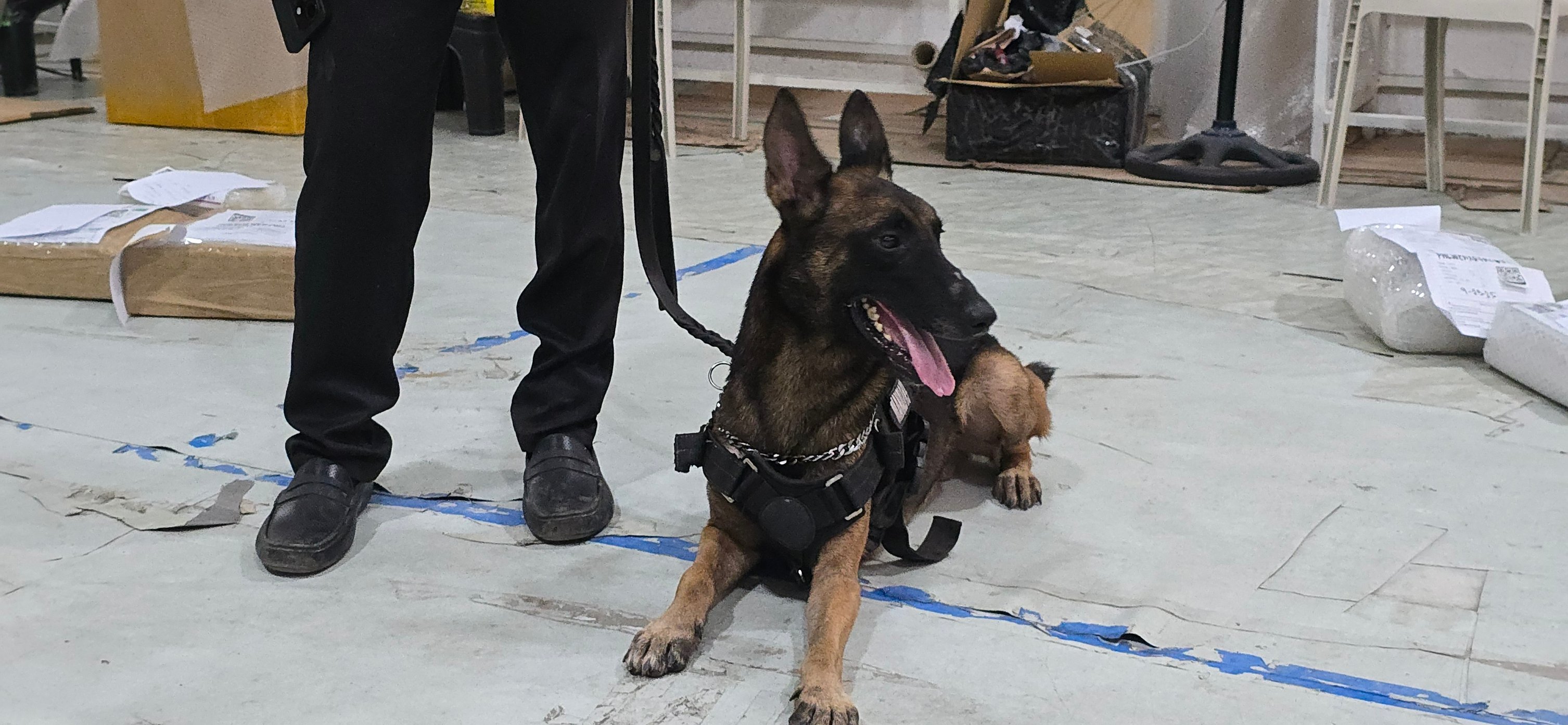 Doc - SUPERDOG RICO Superdog K9 RICO is a 3 year old Belgian Malinois ...