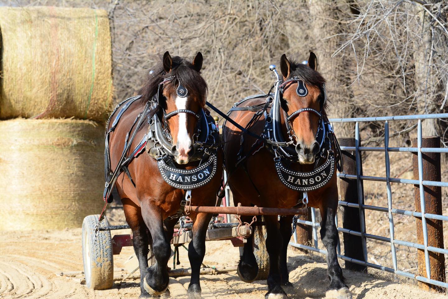 Hanson Horse Ranch | Preston MN