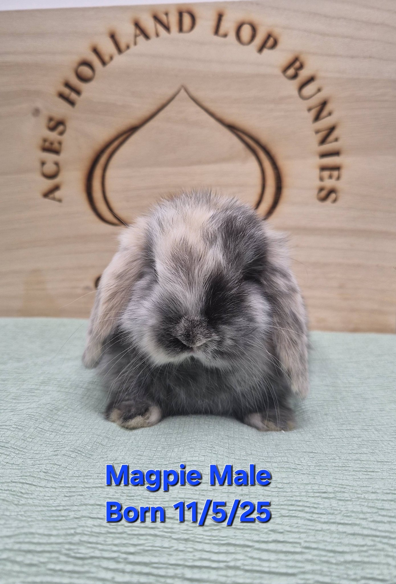 UPDATE: BLUE EYED WHITE... - Aces Holland Lop Bunnies of AZ | Facebook