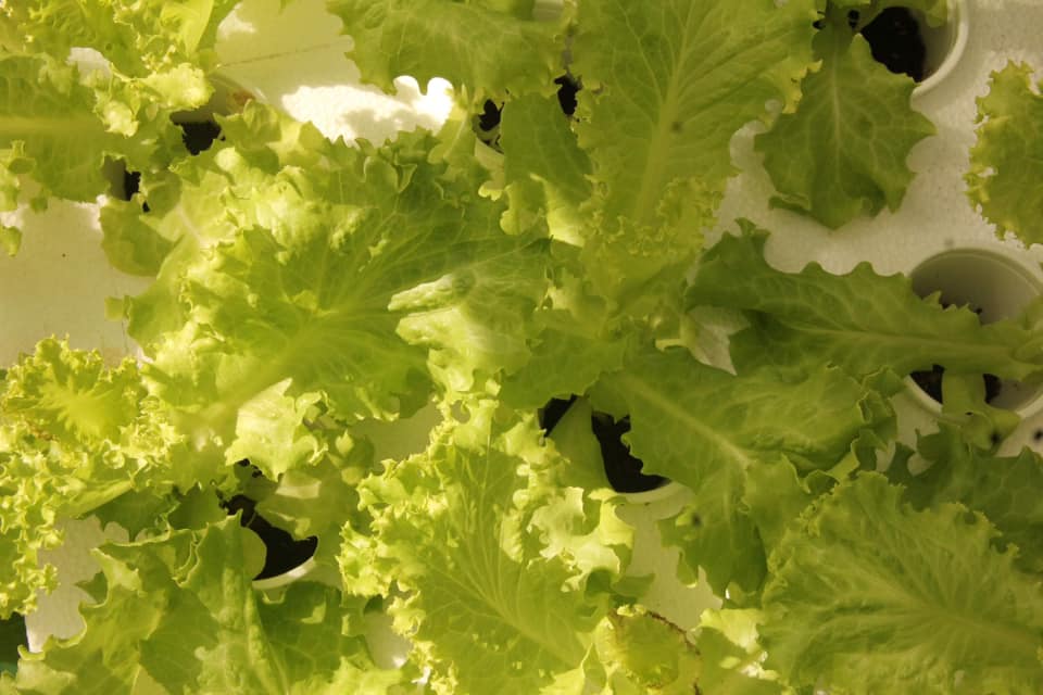 Crop Drop Fresh Produce added a... - Crop Drop Fresh Produce
