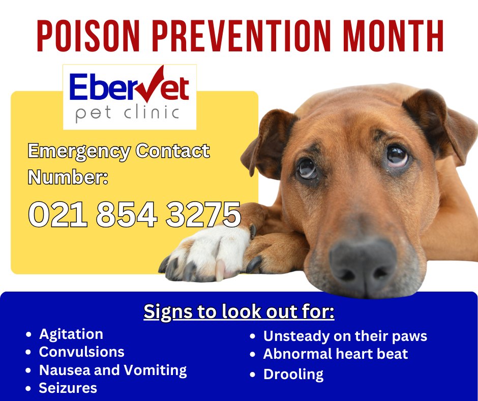 EberVet - 🚨 March is Poison Prevention Month! 🚨 Did you know that ...