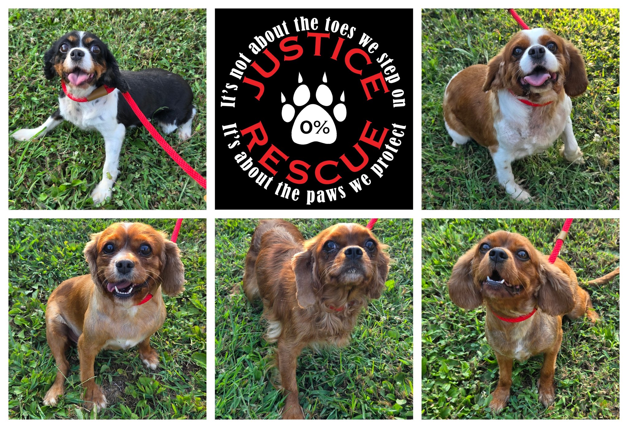 Justice - 🐾 Meet the Fab Five! 🐾 Five adorable rescue Cavaliers are ...