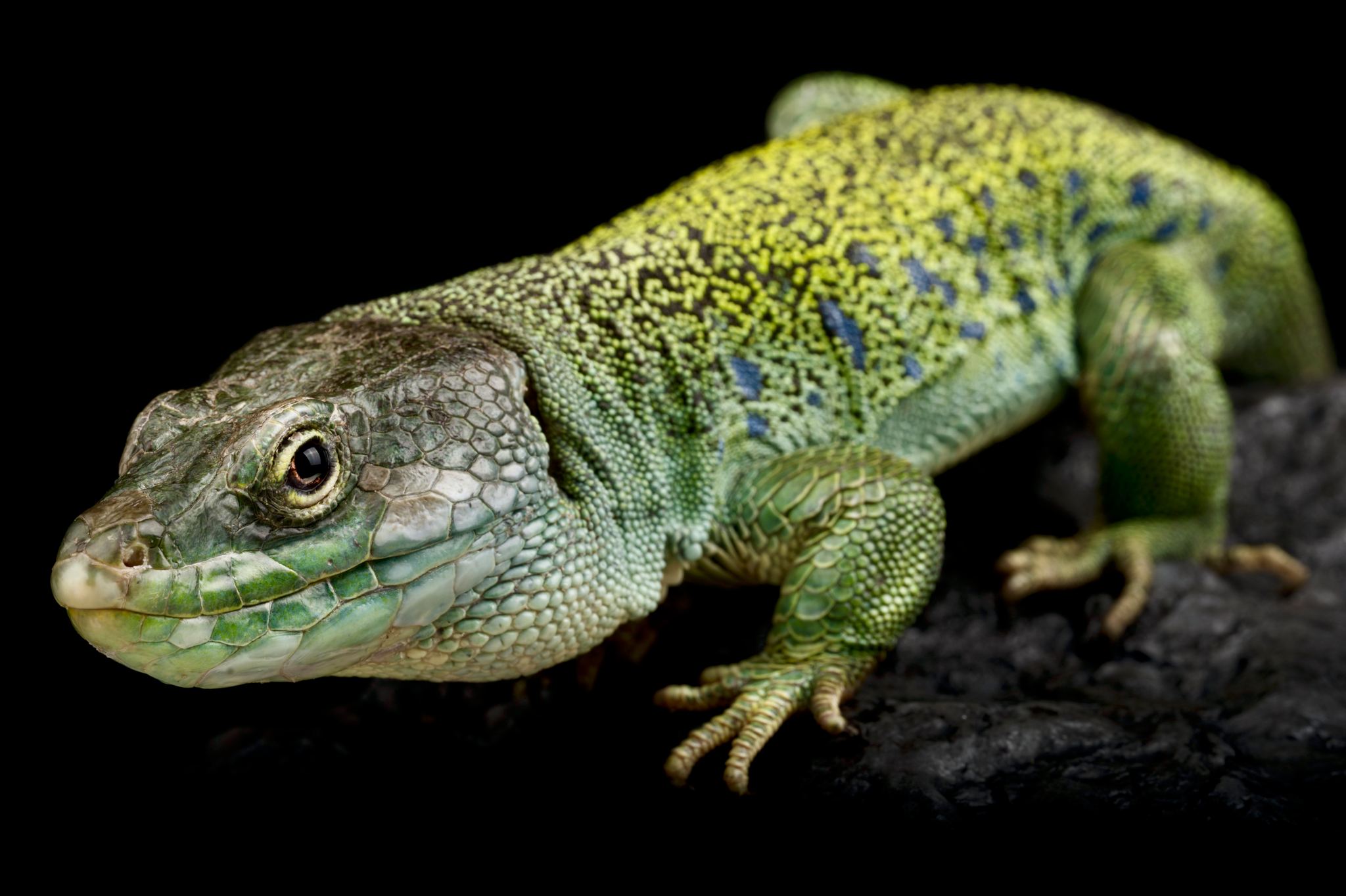 Reptiles4all - The Iberian Ocellated lizard (Timon lepidus ibericus) is ...