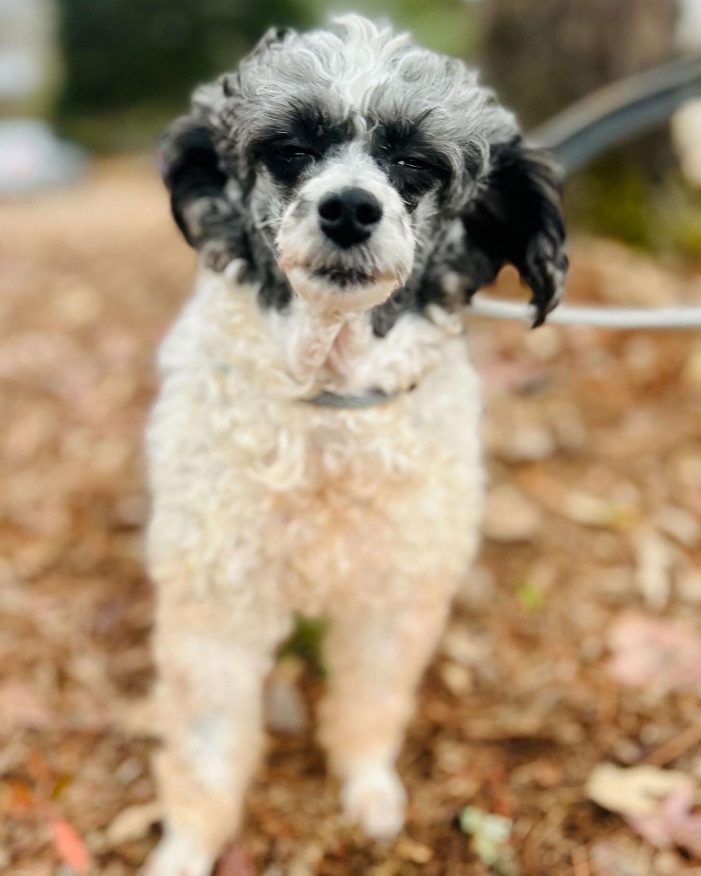 Carolina - 🐩 Meet Cindy 🐩 Toy Poodle | 7 years young | 10 lbs of poodle ...