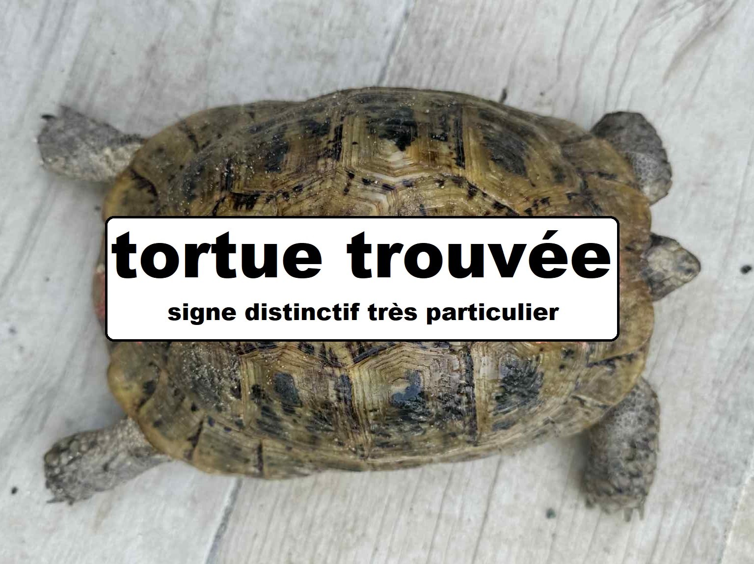 tortues perdues/trouvées | Facebook