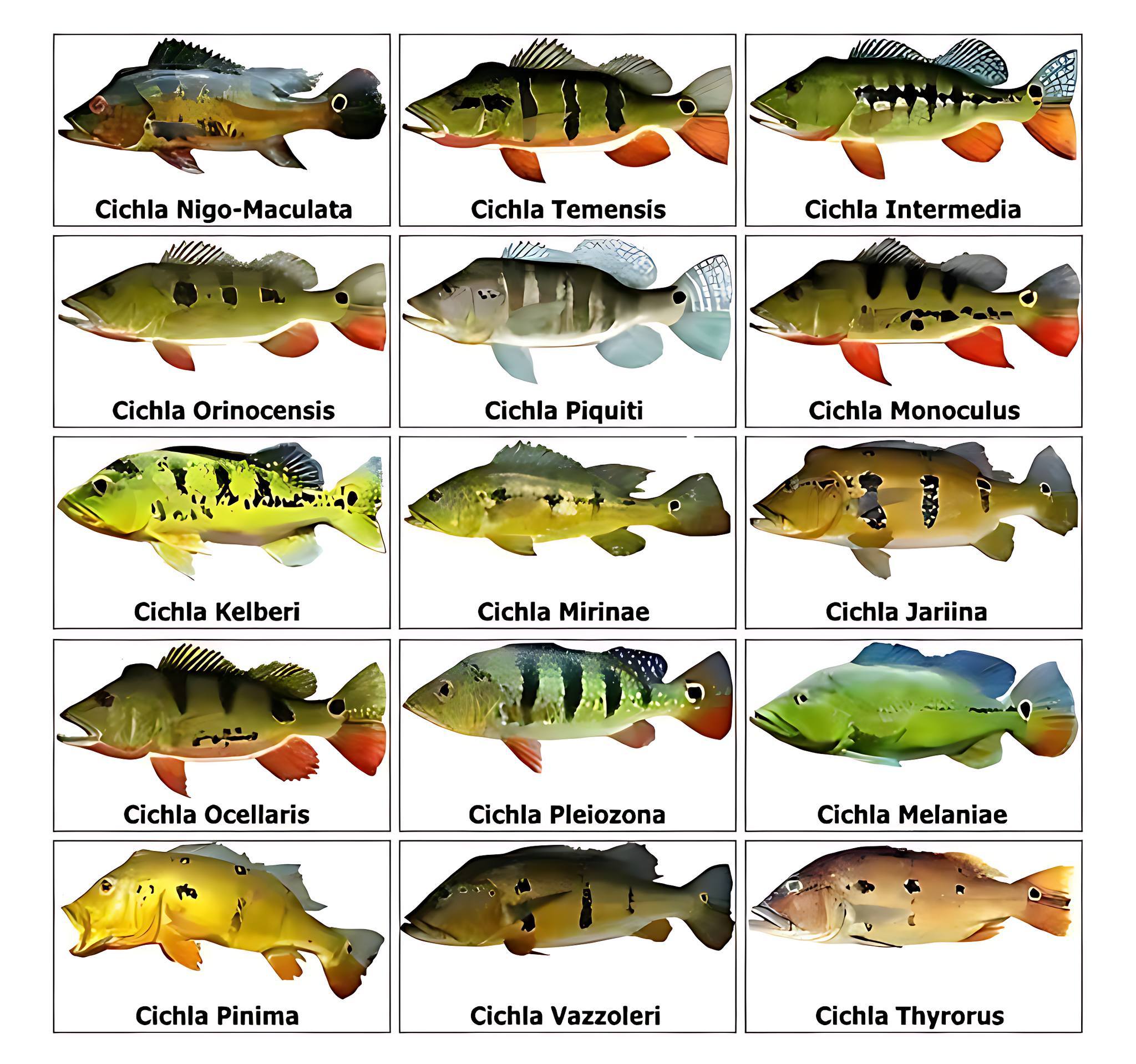 AQUA - peacock bass #predatorkeepers #predatorfish #aquariumhobby # ...