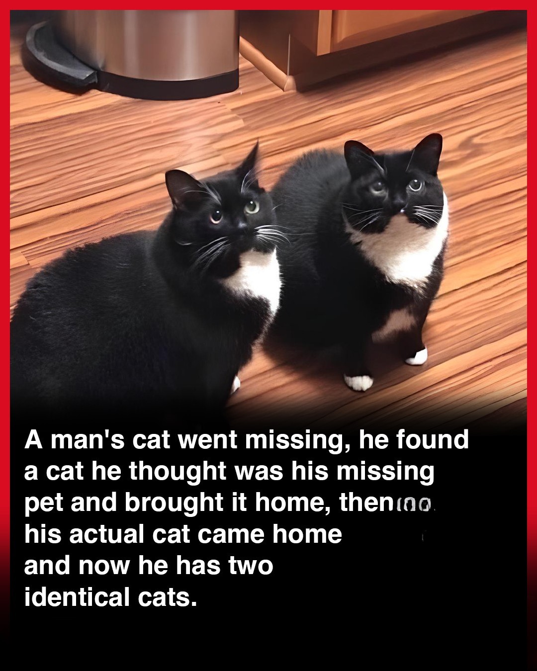 THERE IS ONE IMPOSTER AMONG US When Stanislav Zak's cat went
