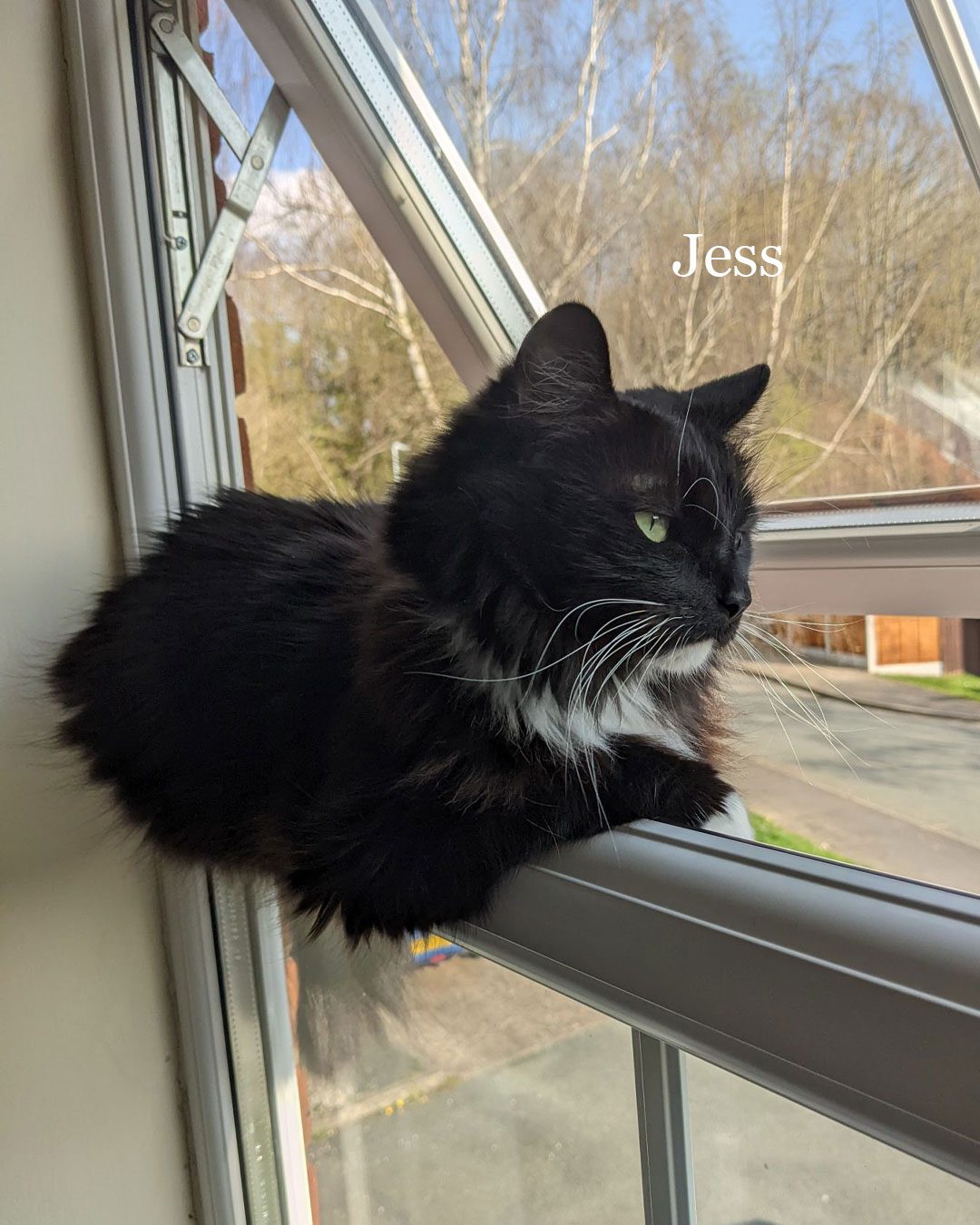 Medivet Matlock | Matlock