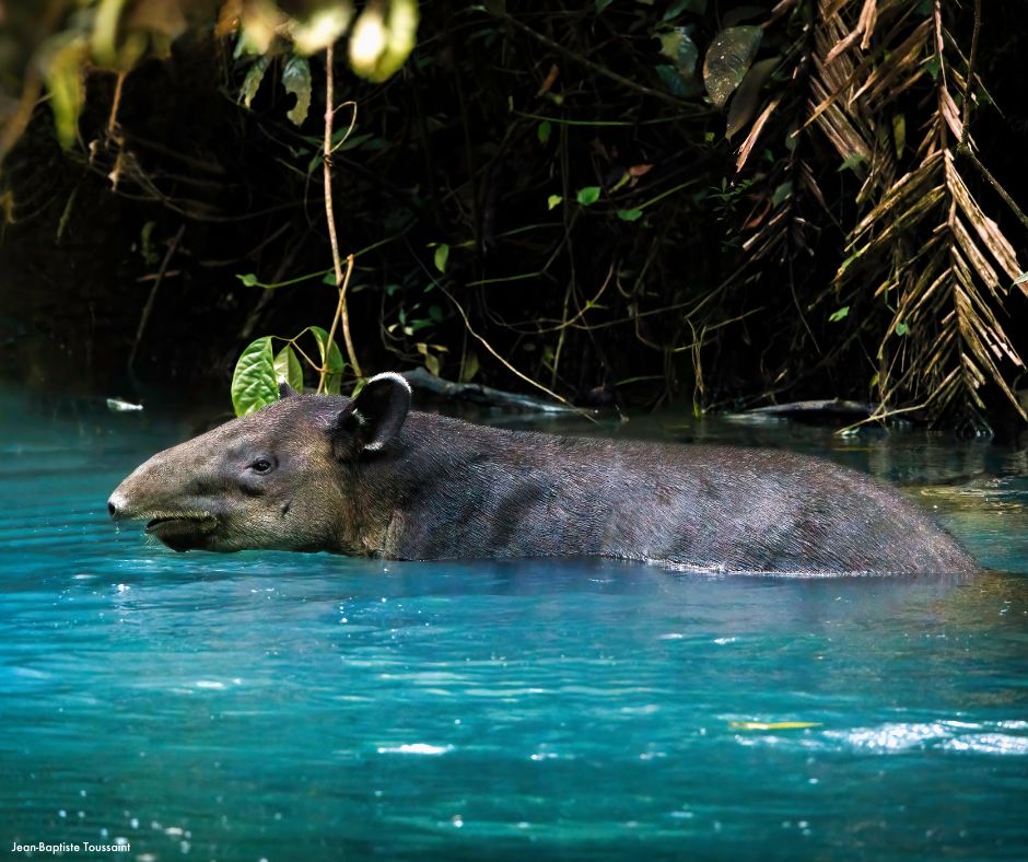 World - Did you know that tapirs are excellent swimmers? They can even ...