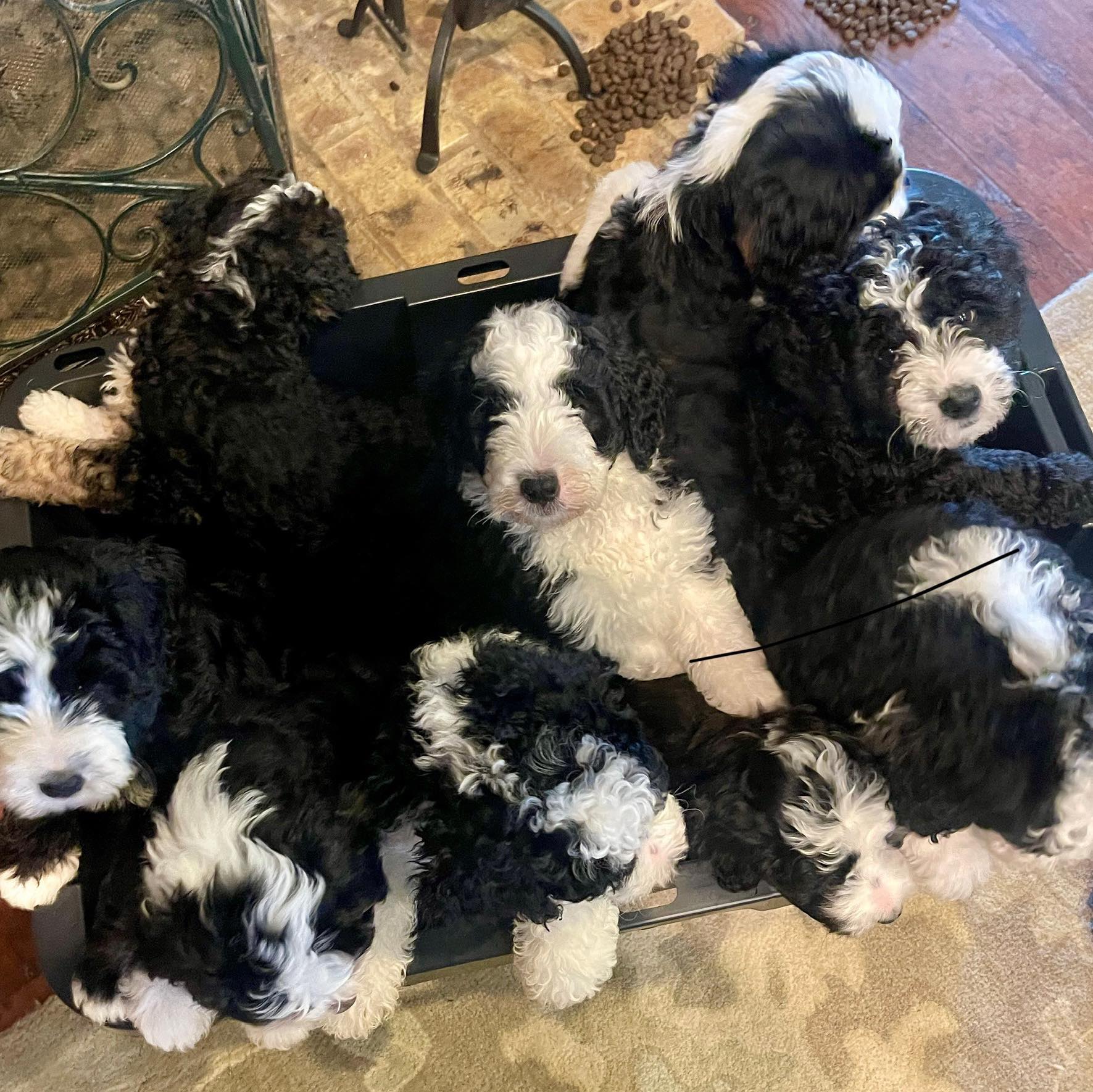 🐾 Bernedoodle Colors: It’s All in the... - Debbie B Johnson | Facebook