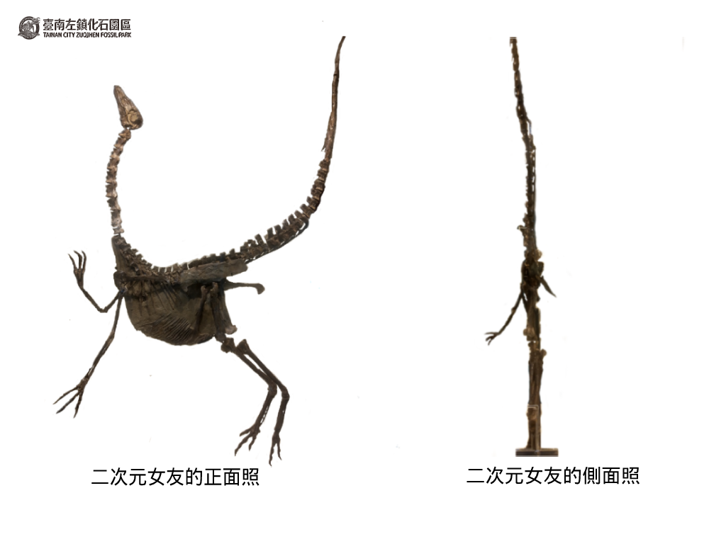臺南左鎮化石園區 - 📢龍飛鳳舞特展速報 看完似鳥龍開箱，今天來一窺牠的廬山真面目吧~~ 👍你沒看錯，這個側面照跟小編老婆長的一樣的傢伙，就是 ...