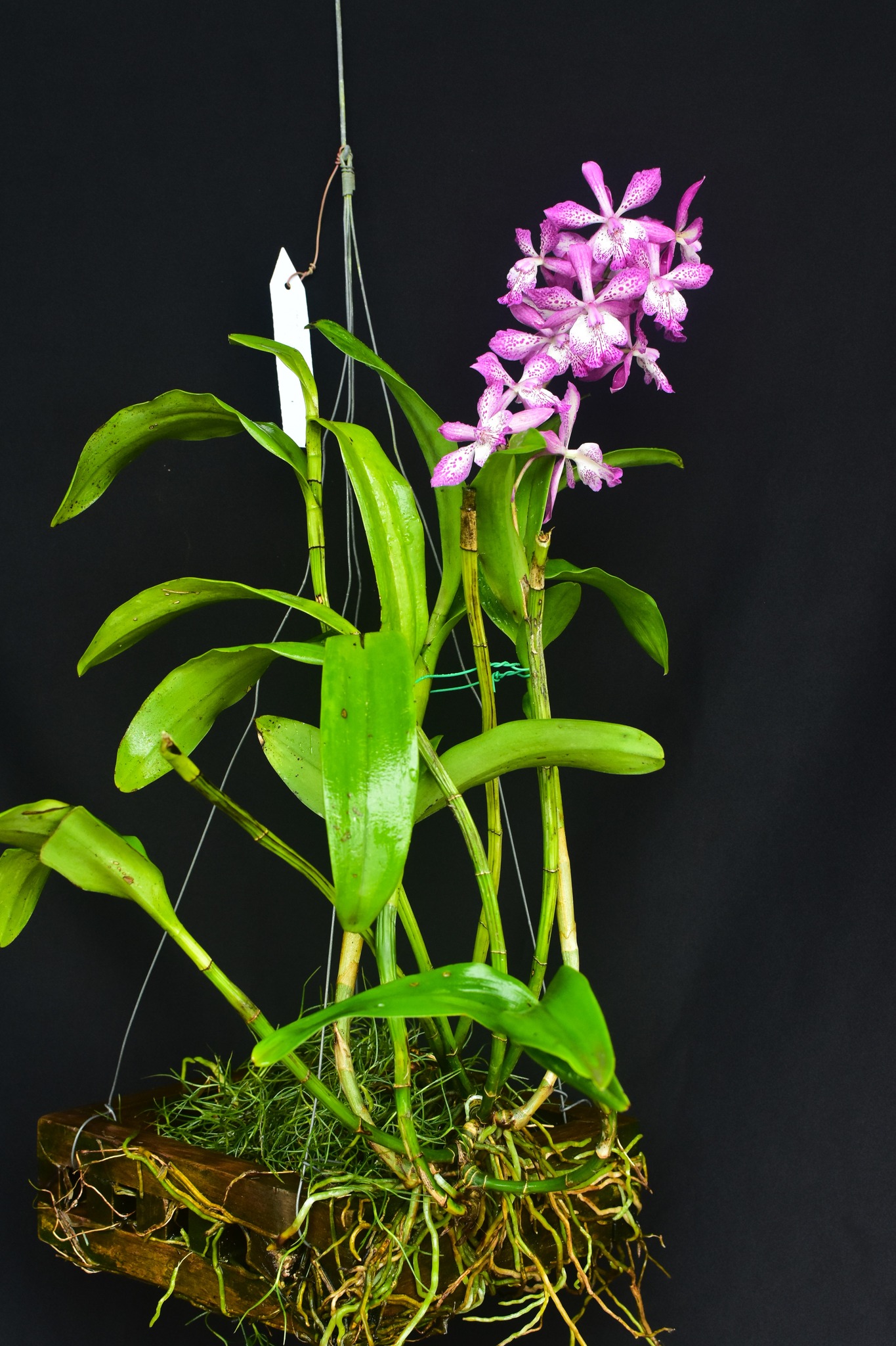 Trinidad and Tobago... - Trinidad and Tobago Orchid Society