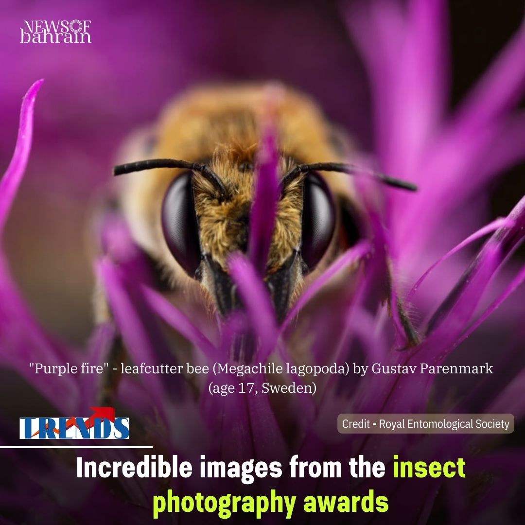 News Of Bahrain - 🐝A Visual Feast of Nature's Tiny Marvels...