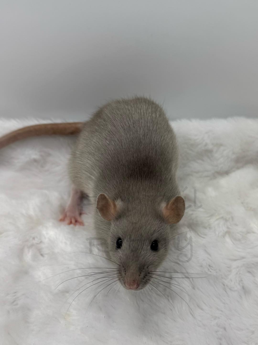 FaryTail Rattery | Hilliard OH