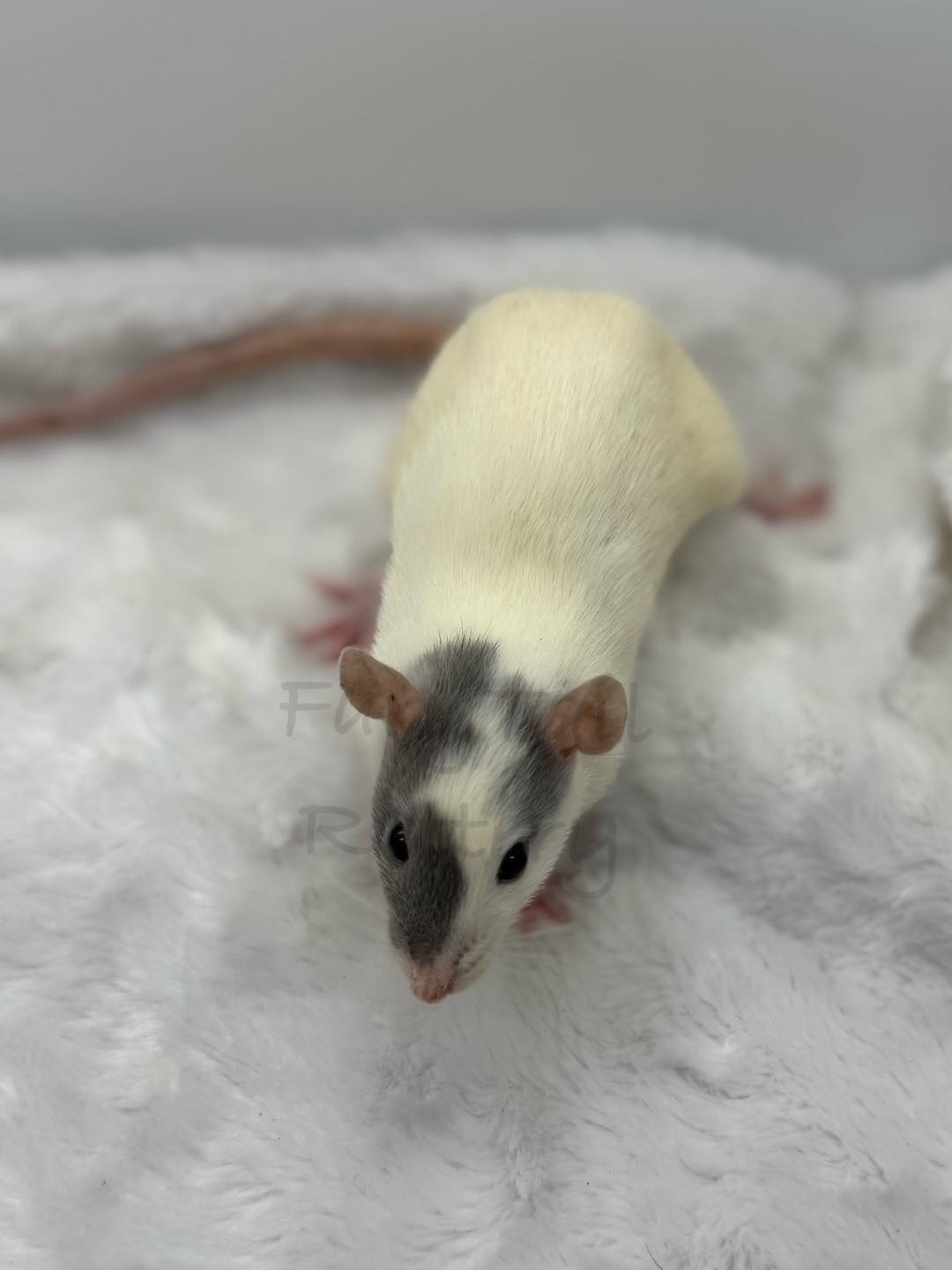 FaryTail Rattery | Hilliard OH