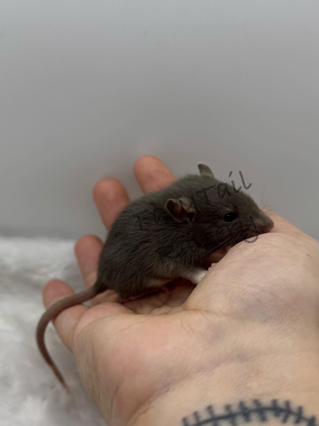 FaryTail Rattery | Hilliard OH