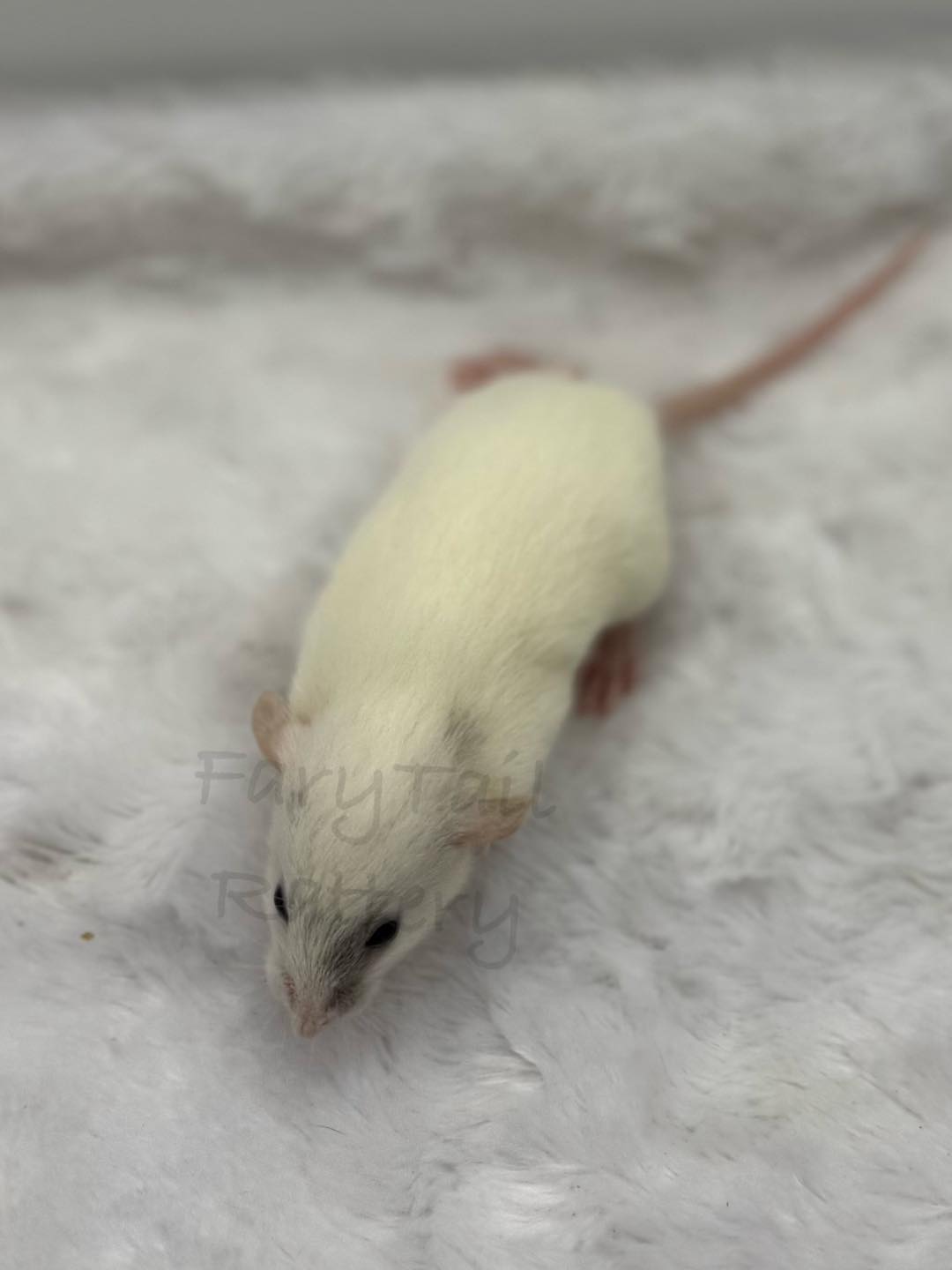 FaryTail Rattery | Hilliard OH