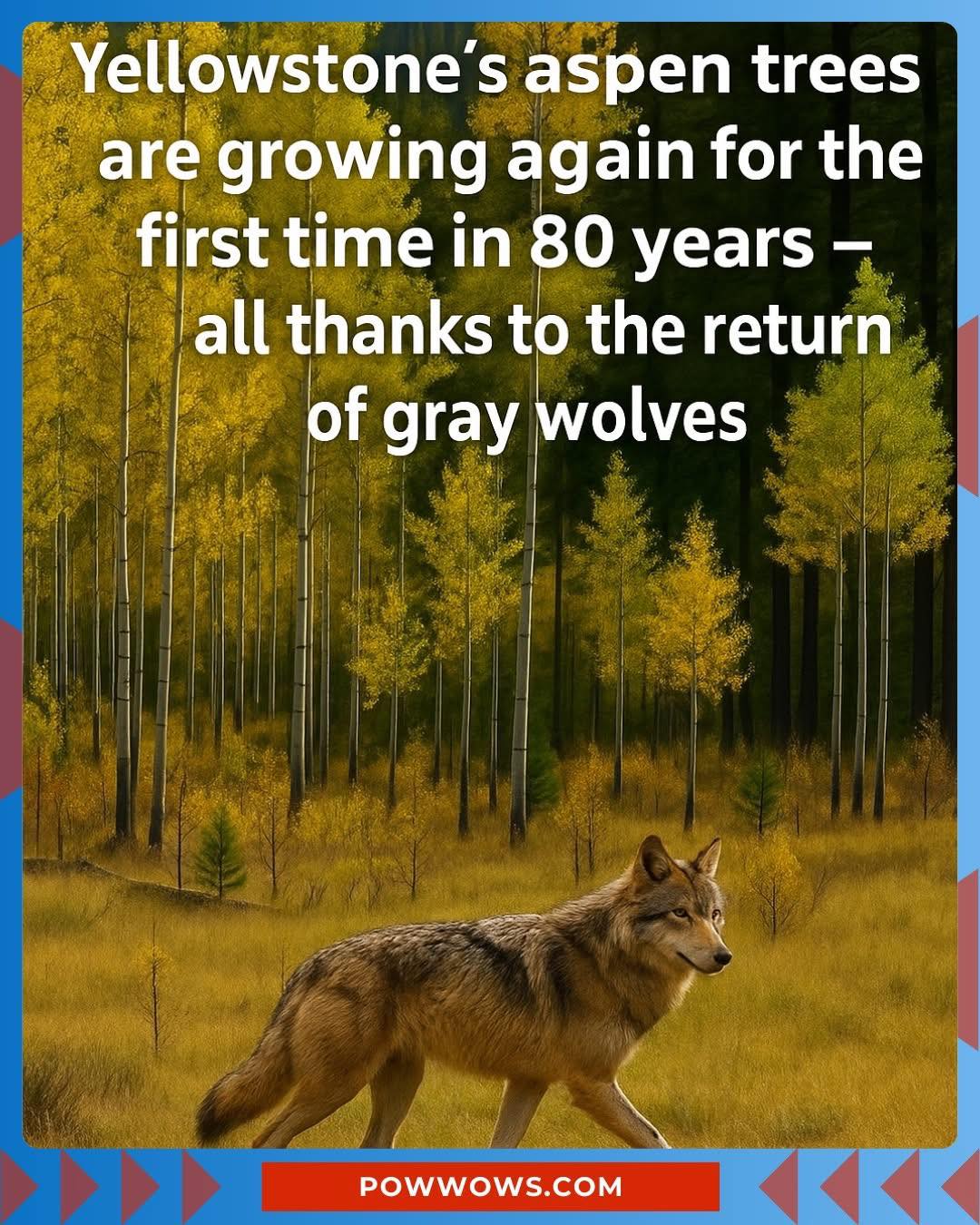 GOOD WOLF - 🌲 The return of gray wolves has brought... | Facebook
