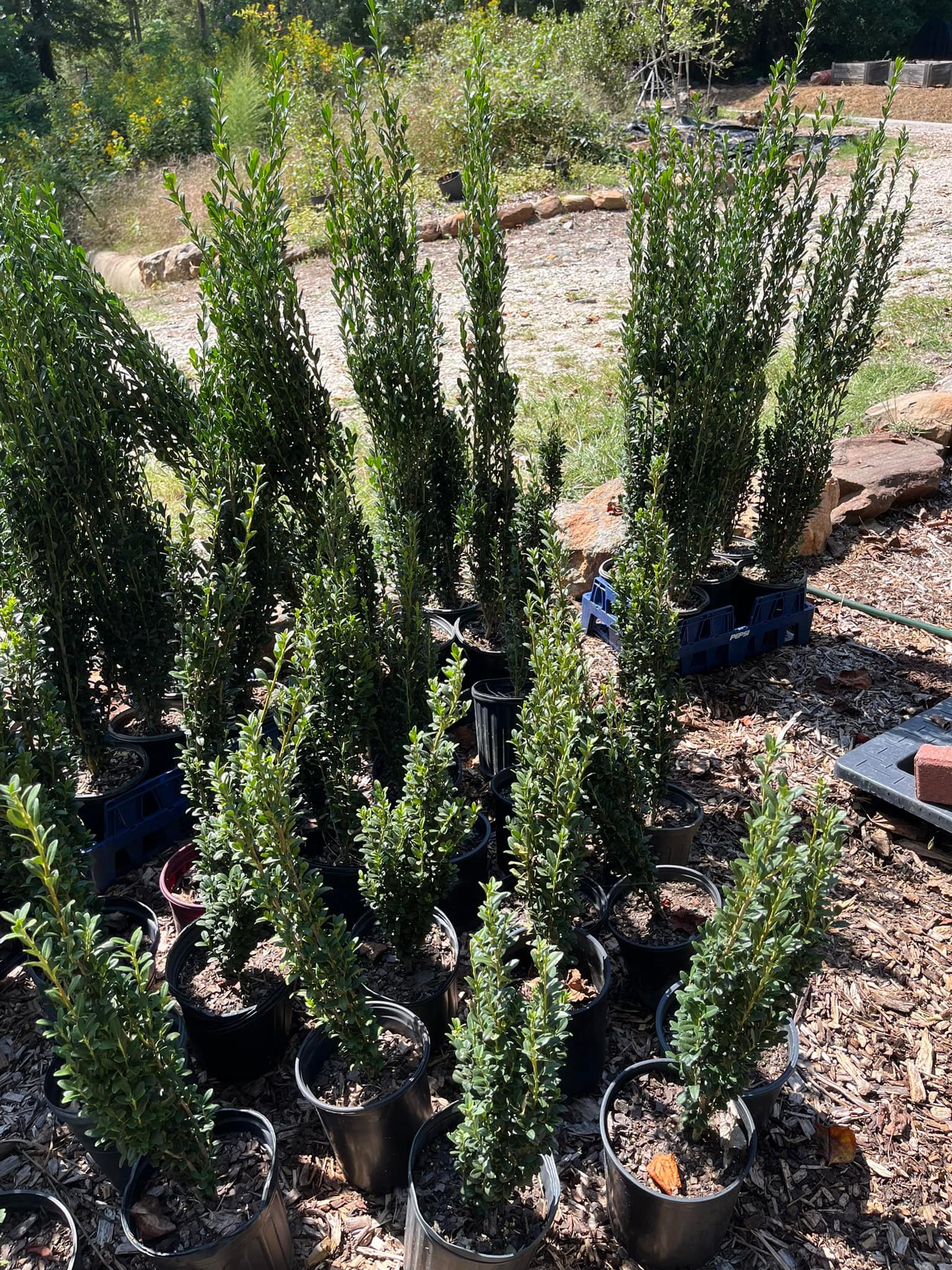 Springwater Sprouts Propagation and Plant Nursery
