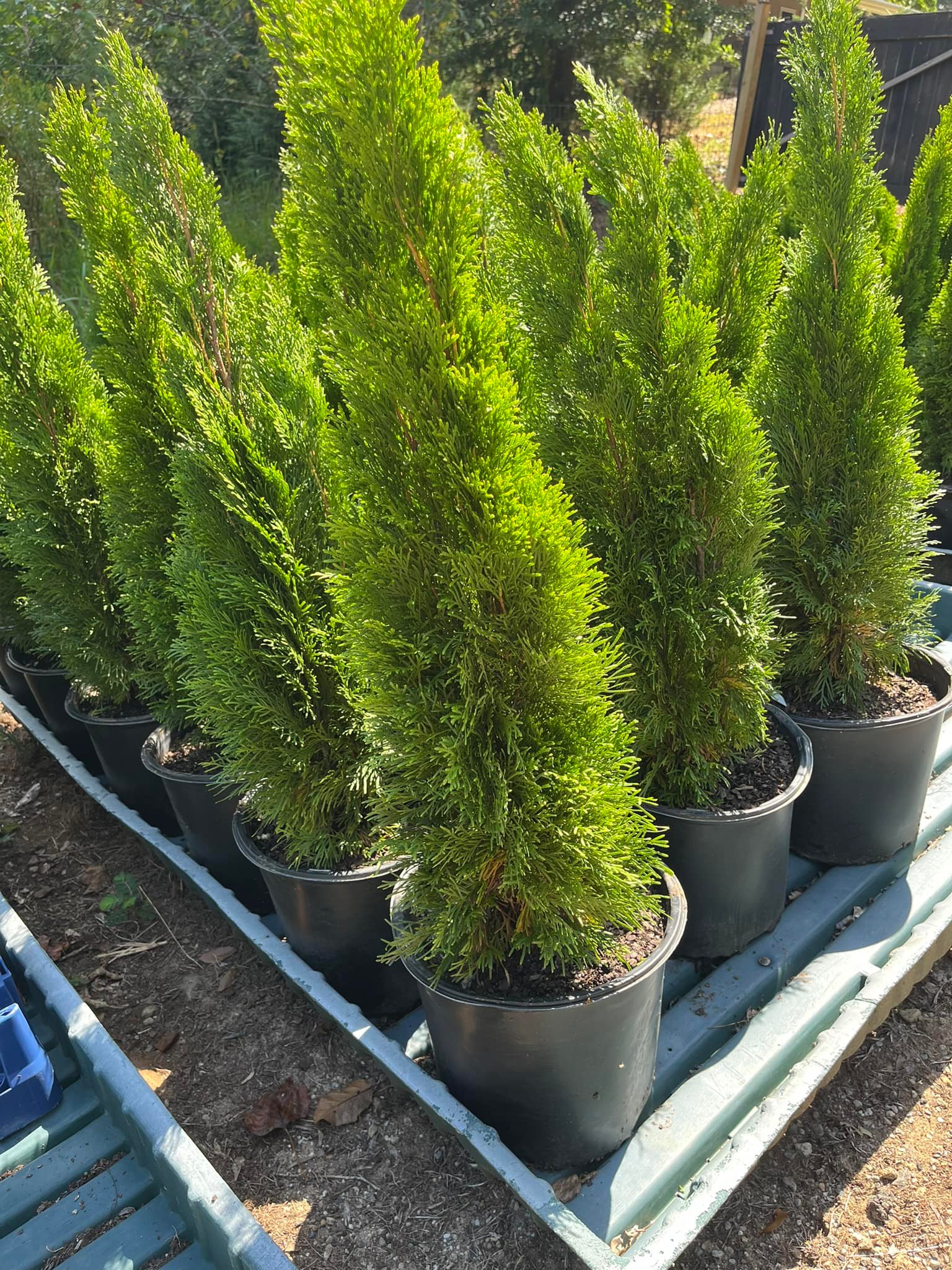 Springwater Sprouts Propagation and Plant Nursery