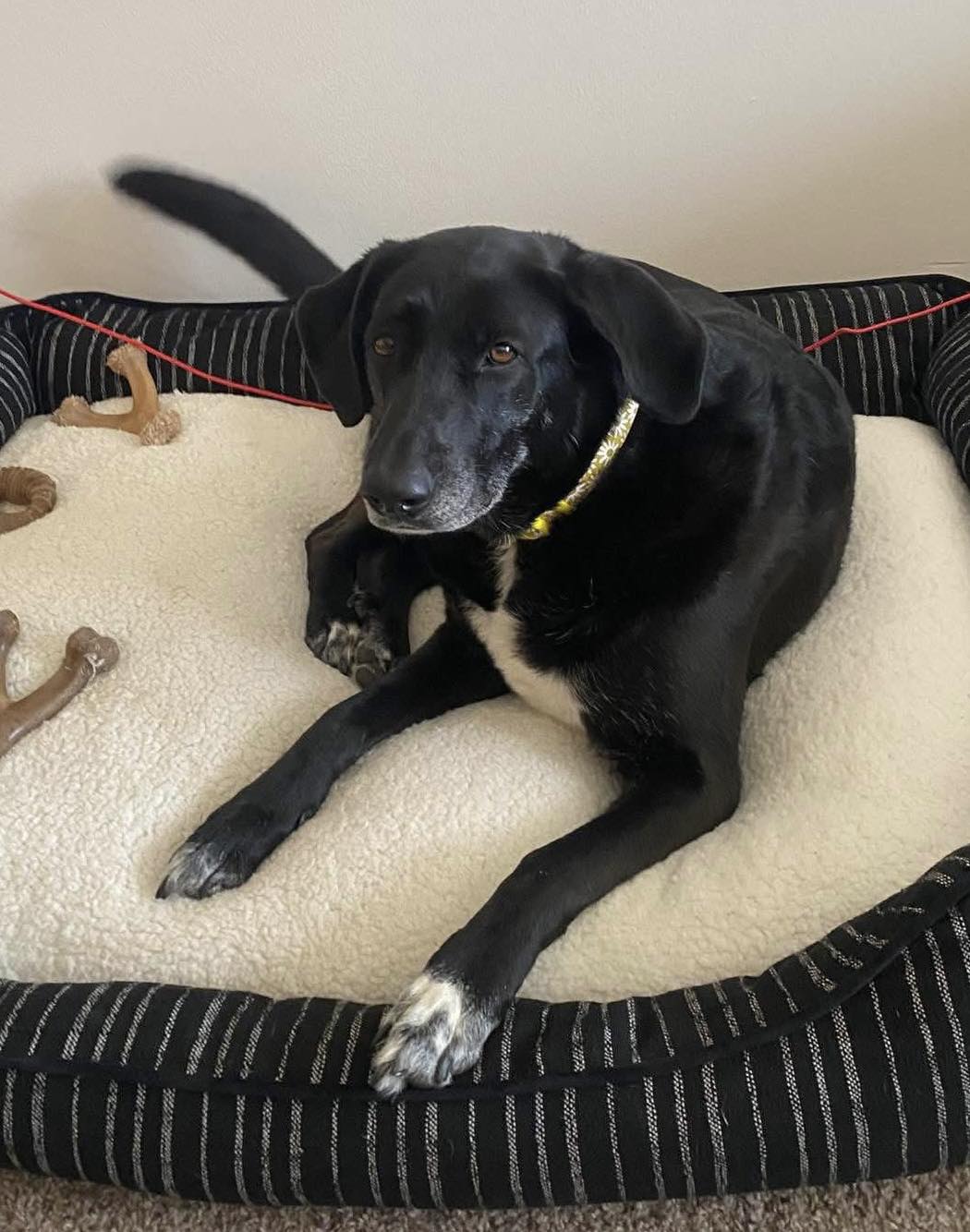 Get ready to welcome Aubrey! This... - Chicagoland Lab Rescue | Facebook