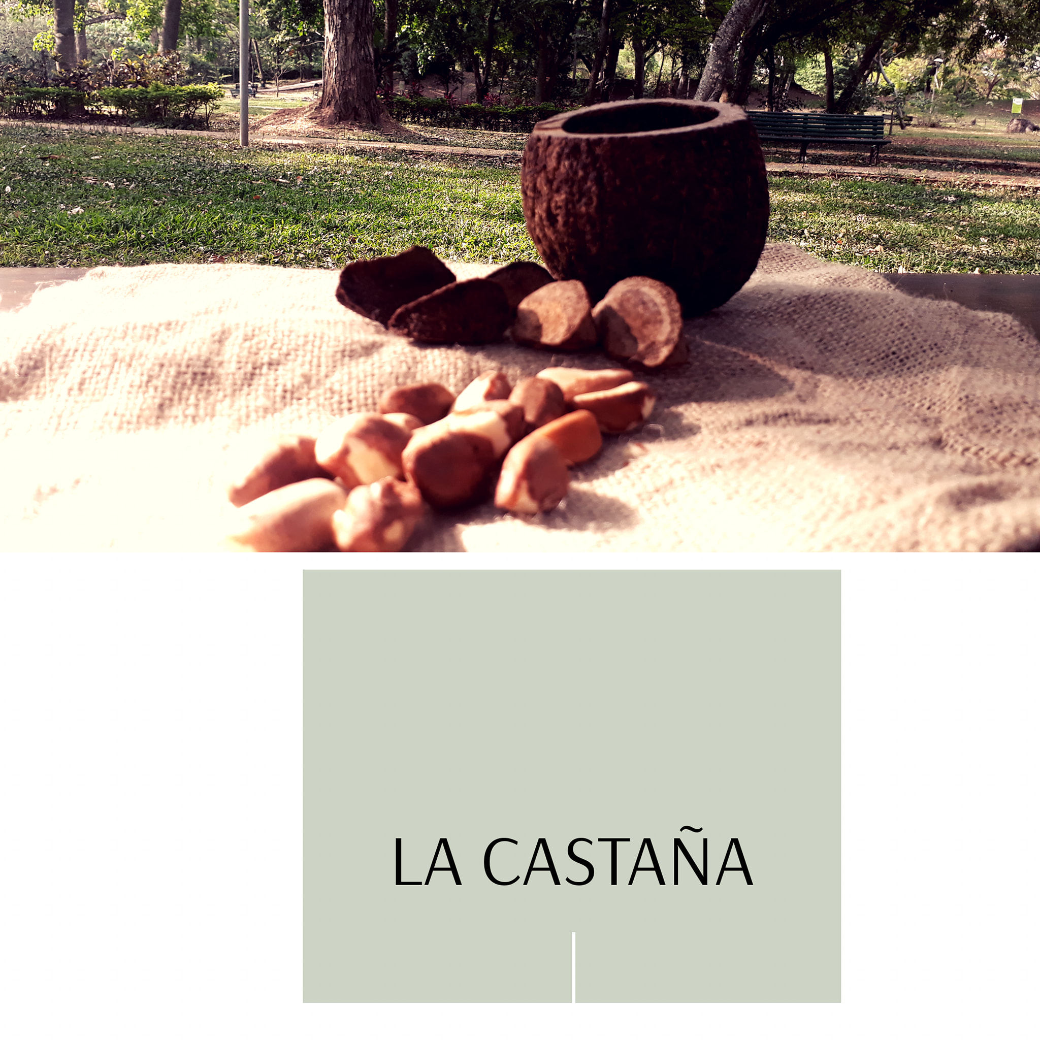 La castaña o... - Productos naturales y artesanales Dopamina | Facebook