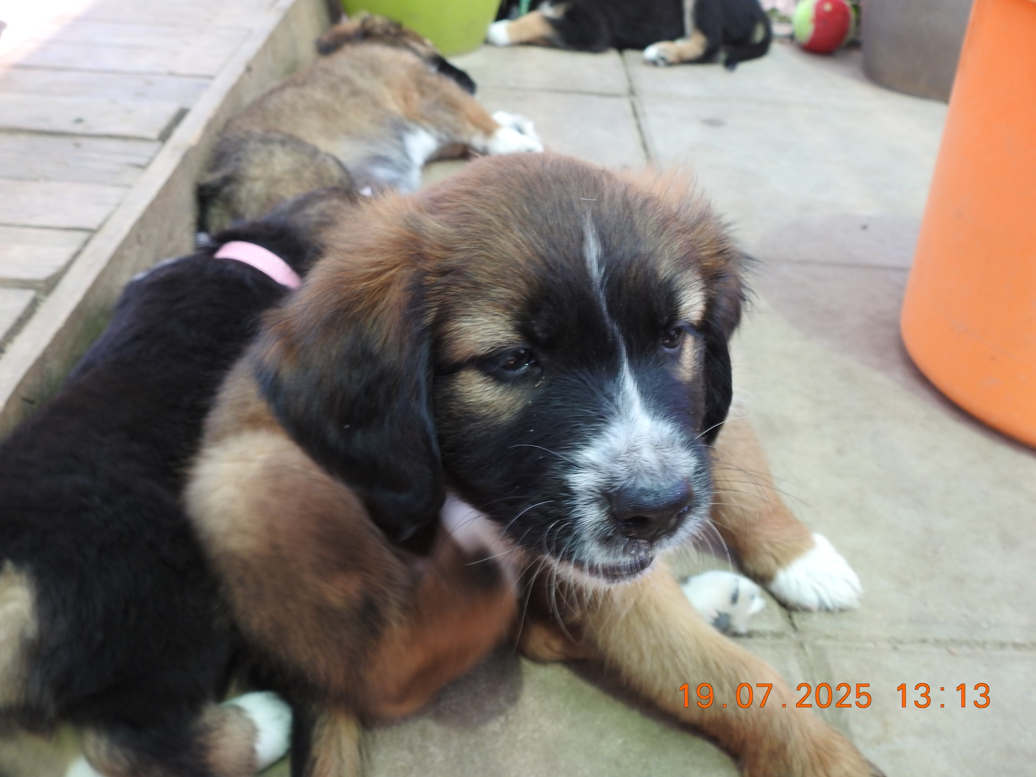 Asociatia pentru protectia animalelor Robi - www.4animals.ro CONTACT ...