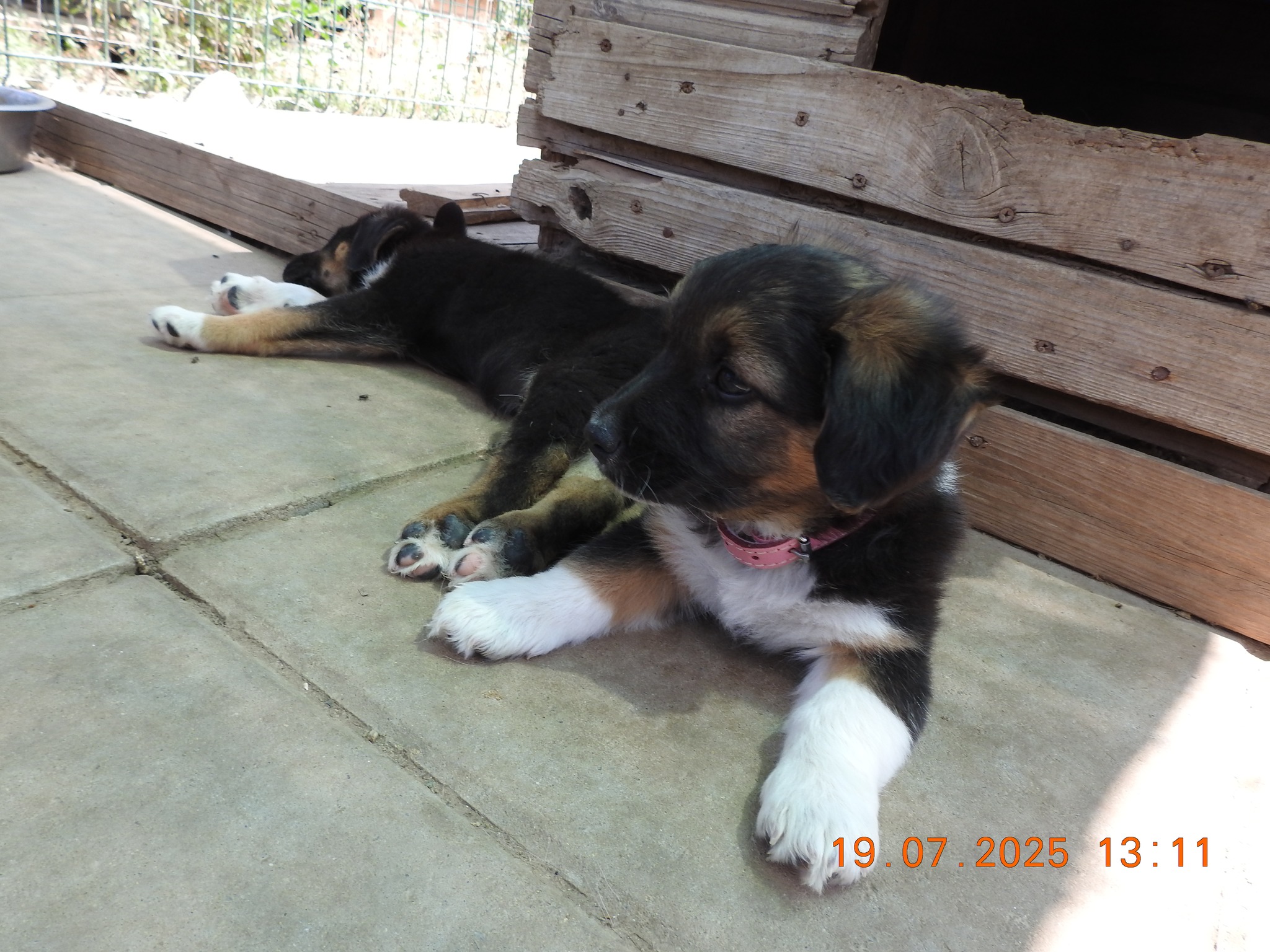 Asociatia pentru protectia animalelor Robi - www.4animals.ro CONTACT ...