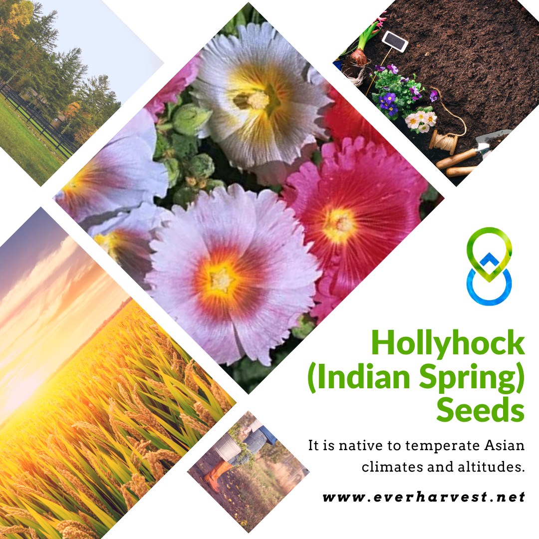 EverHarvest - The Indian Spring mix of the Hollyhock... | Facebook
