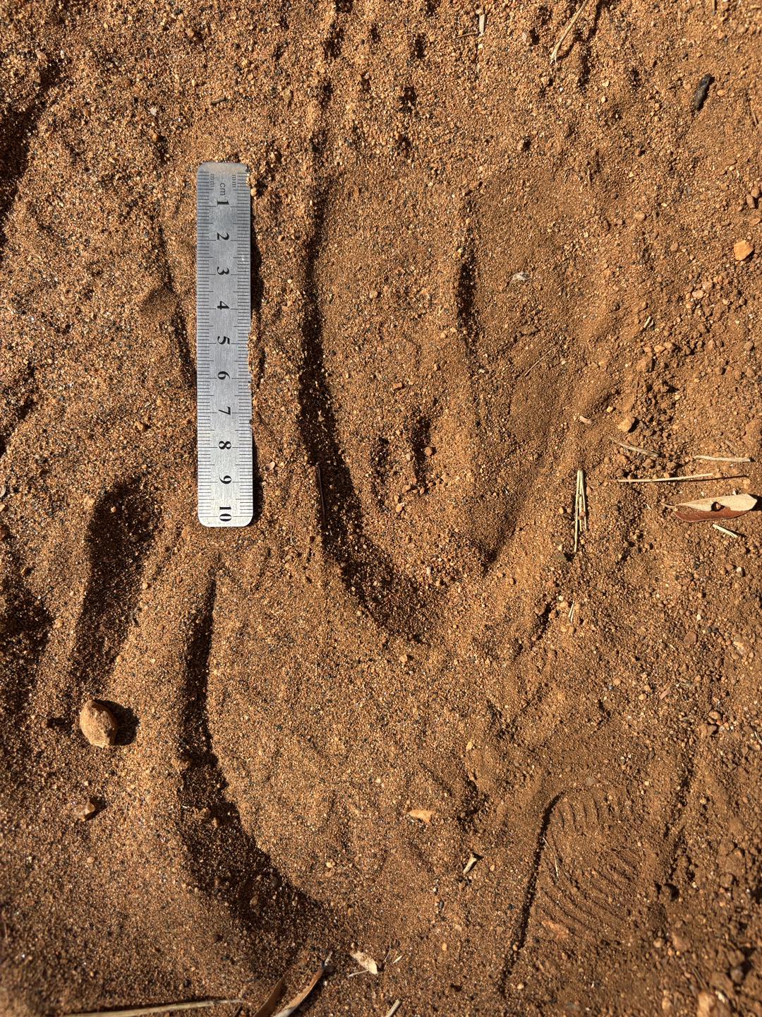 Raptor's - 🐾 Track or Sign? Here’s how to tell the difference! In the ...