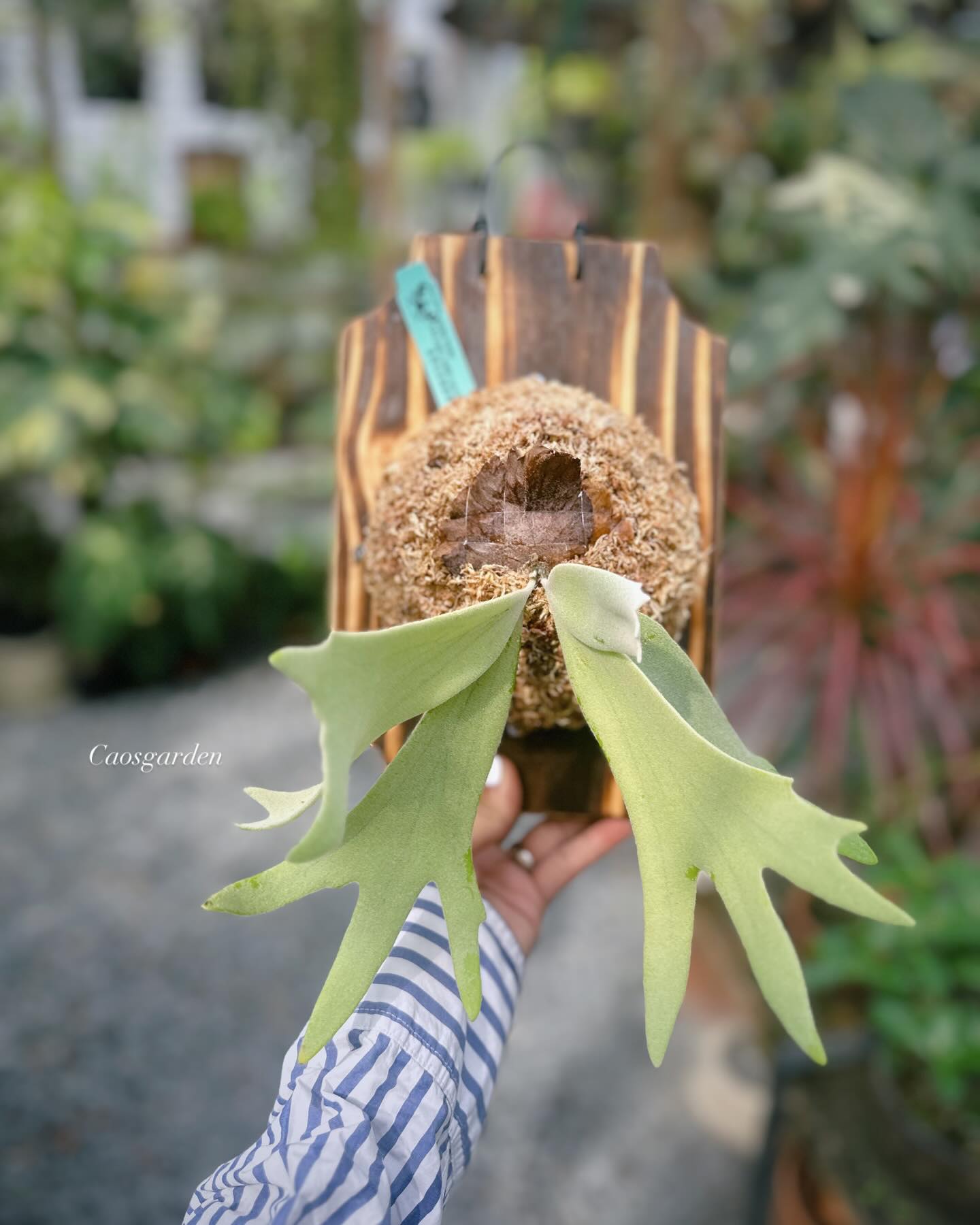 Platycerium willinckii golden feather x windbell sporeling select 