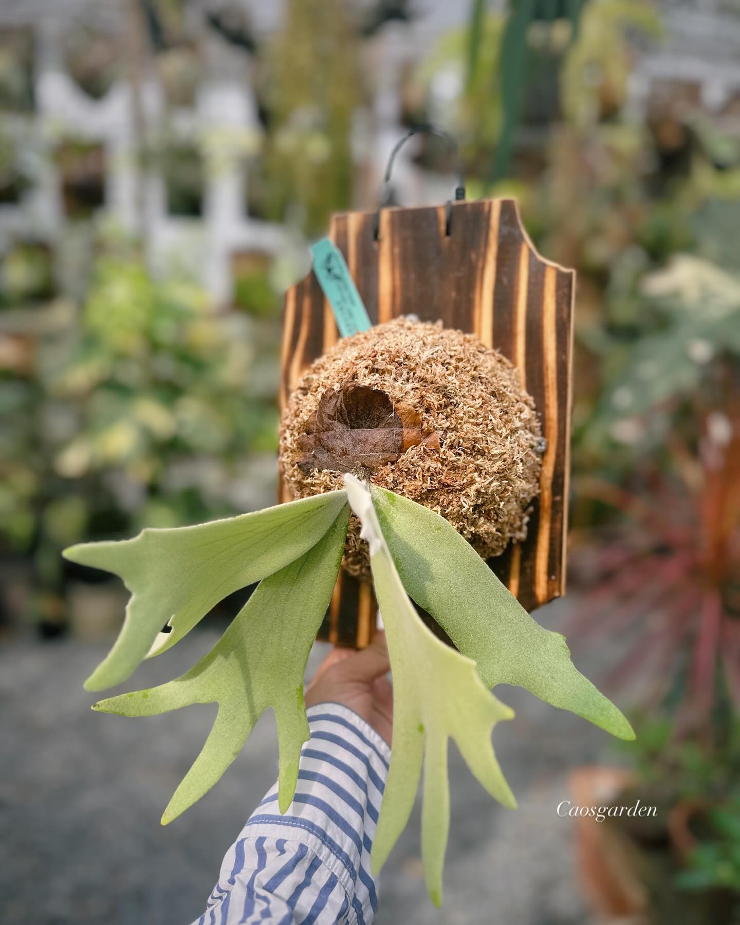 Platycerium willinckii golden feather x windbell sporeling select 