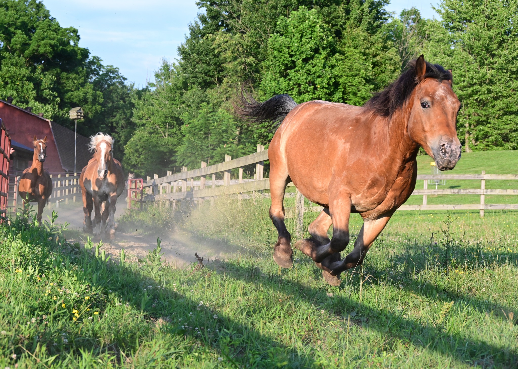 WLD Ranch | Girard PA