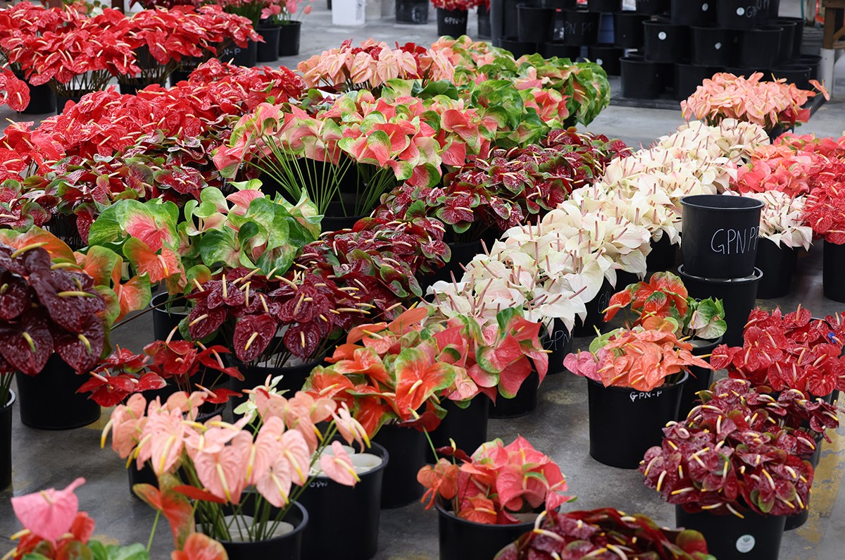 The NEW SEASON of J Schwanke's Life in Bloom is premiering across
