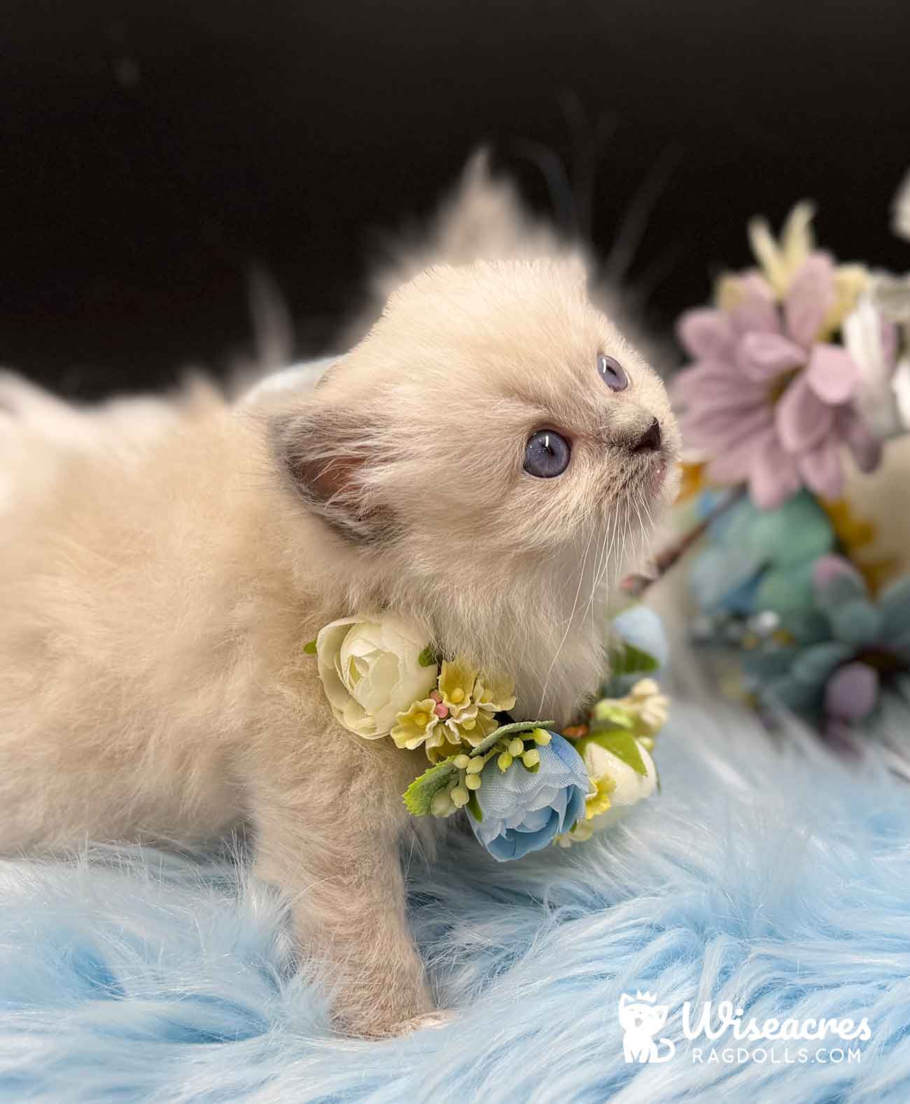 Wiseacres - Blue point mitted Ragdoll kitten! 🐱💕Wiseacres Mr Darcy ...