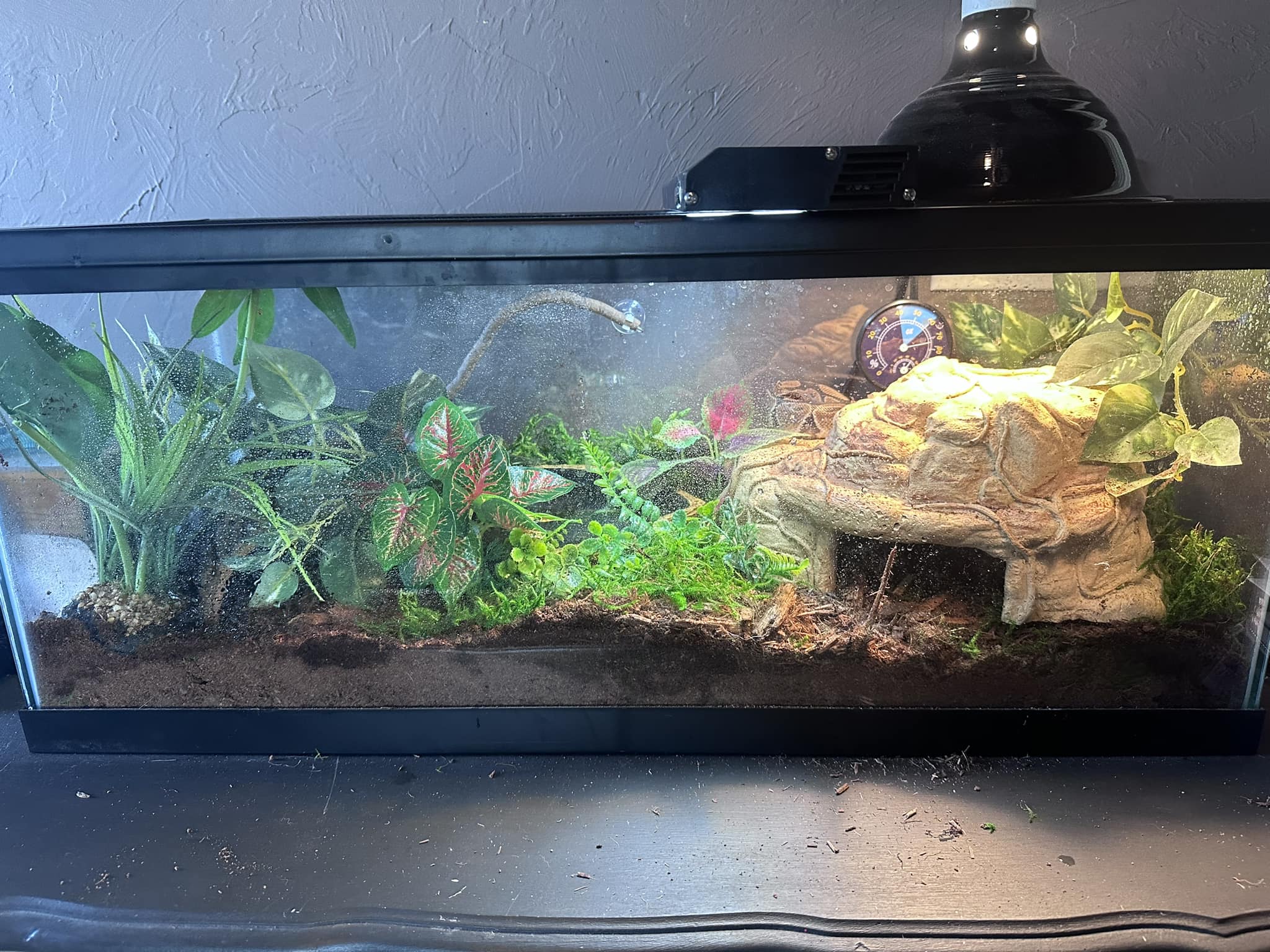 DIY Reptile Enclosures | I just set up my ball python’s enclosure and I ...