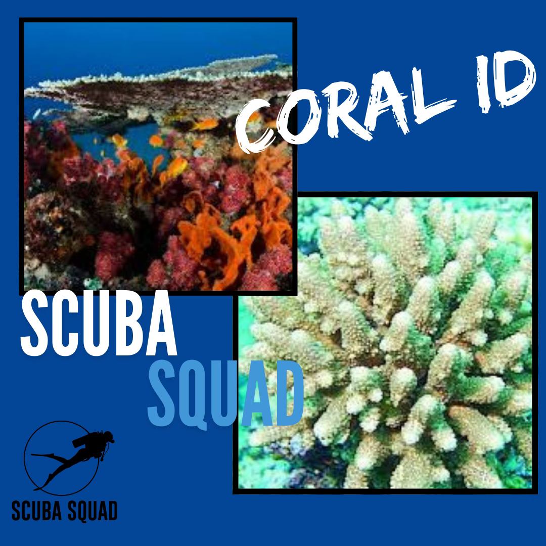 Scuba Squad Pretoria