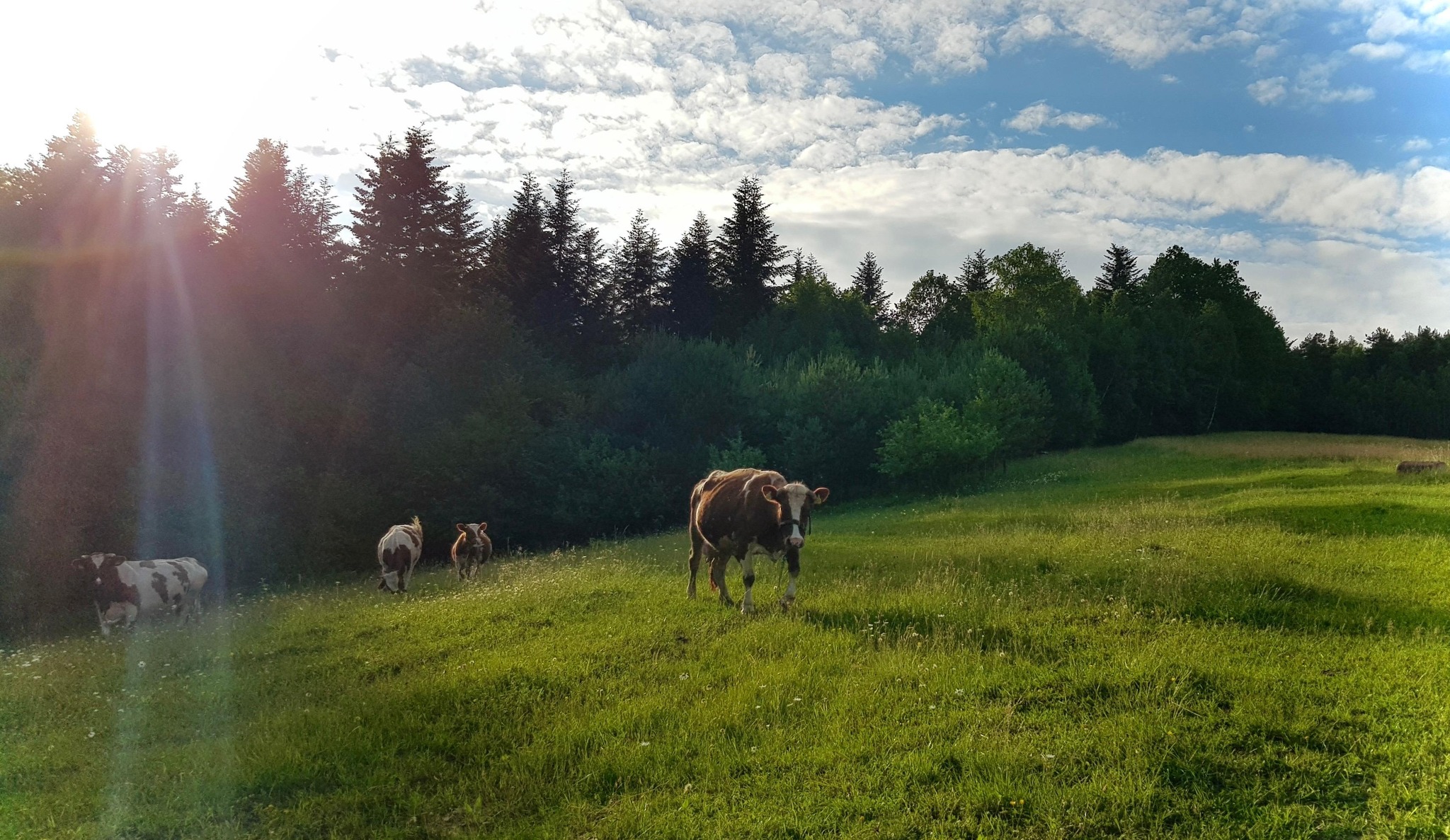 Agroturystyka U Pani Marii... - Agroturystyka U Pani Marii