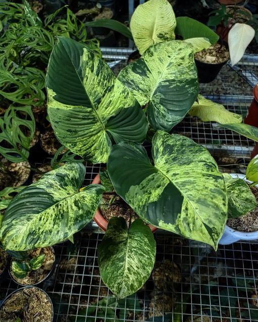 Homalomena sp. 'Green' from West Java!
