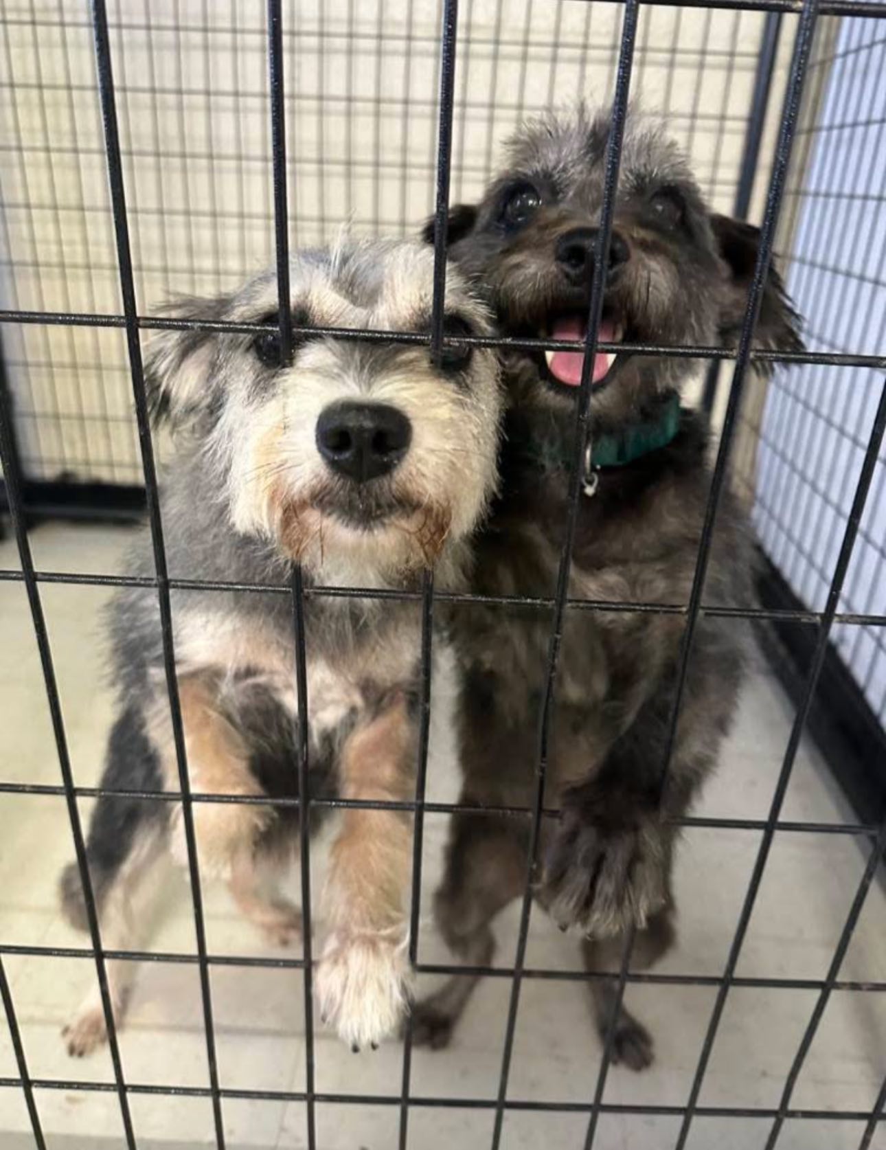Peanut's Place Small... - Peanut's Place Small Breed Rescue