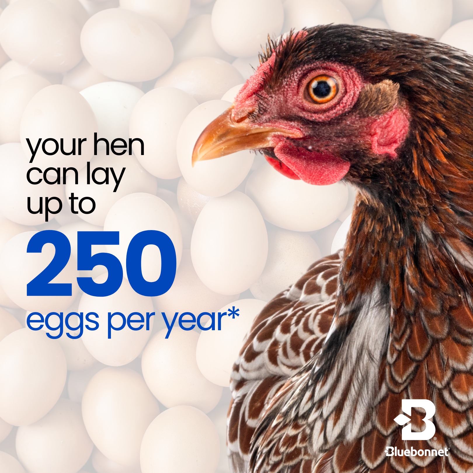 🥚 Did you know your hen gives up 20x... - Bluebonnet Backyard | Facebook