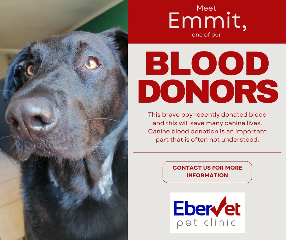 EberVet - 🐶 ️ Be a Hero – Let Your Dog Save a Life! 🩸🐾 Did you know ...
