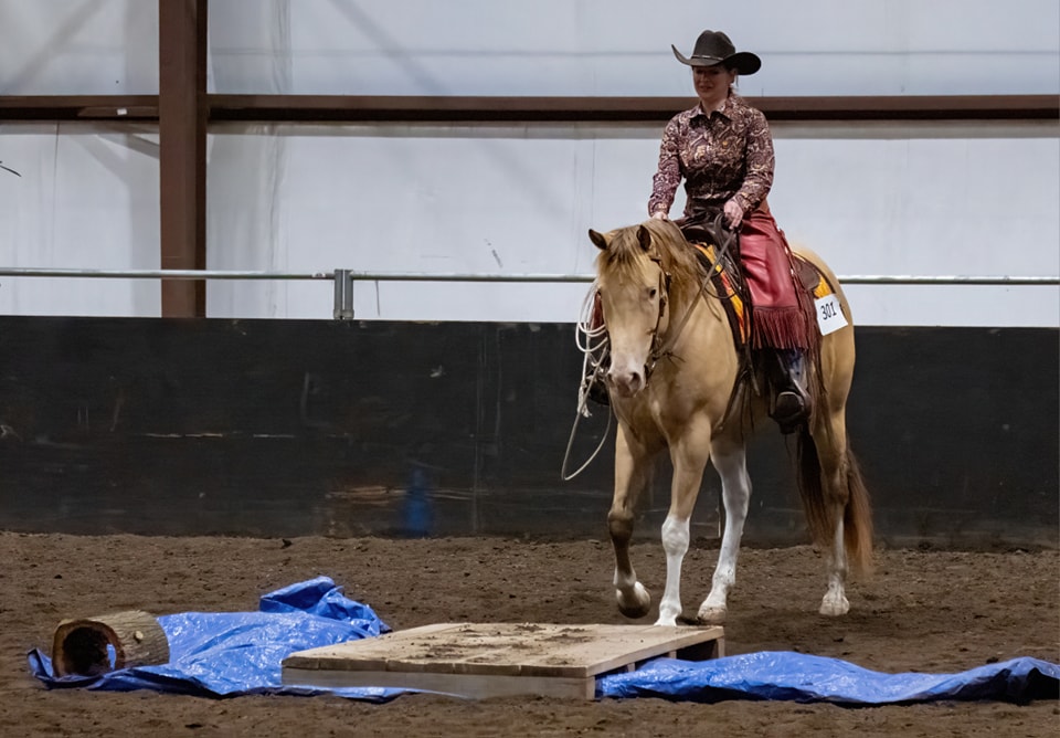 KT Mountain Ranch... - KT Mountain Ranch Quarter Horses