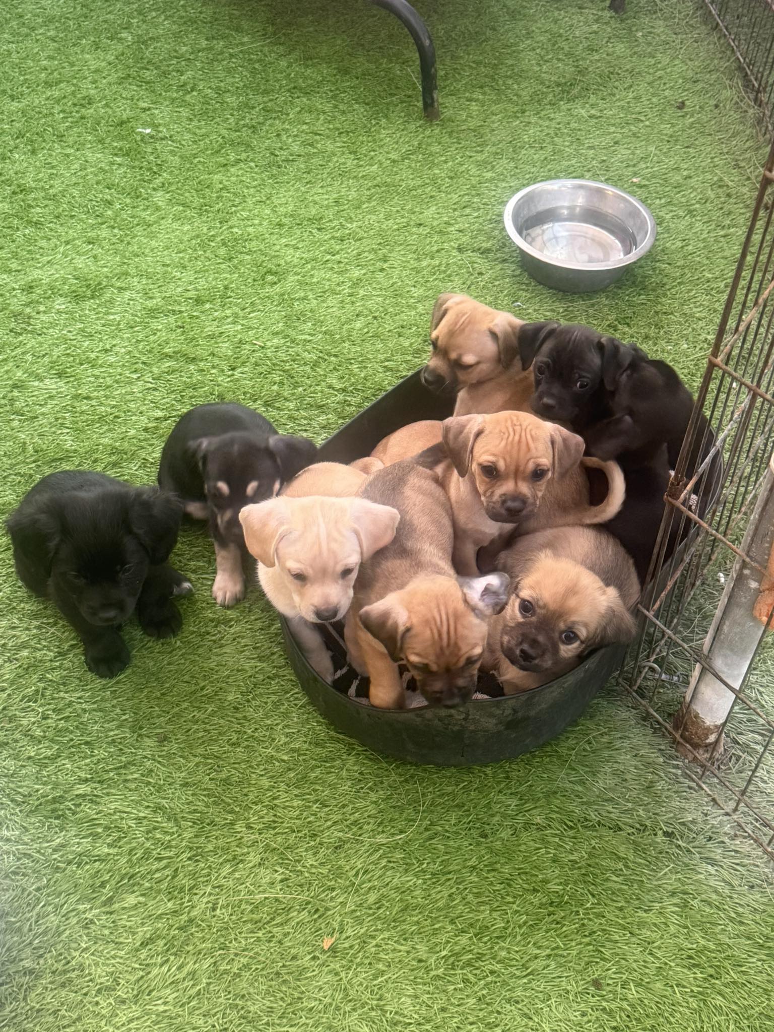 Open Arms Rescue - San Diego